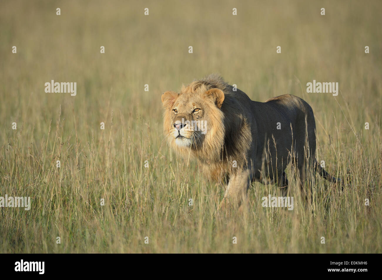 junger Löwe männlich Angriff auf ein Löwe stolz Stockfoto junger Löwe männlich Angriff auf ein Löwe stolz Stockfoto