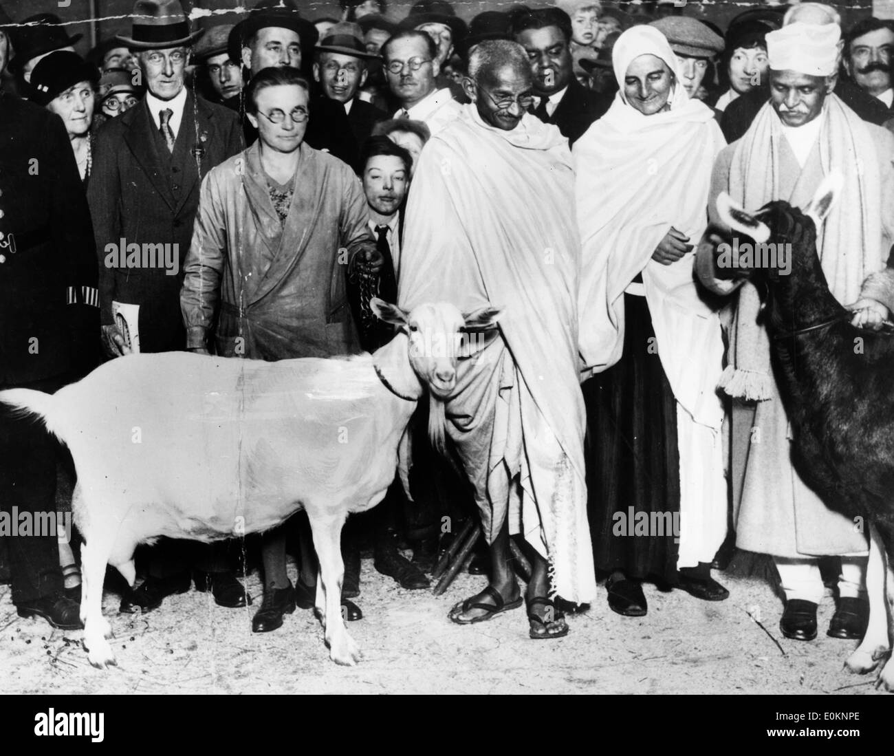 Mahatma Gandhi und seine Ziege Stockfoto