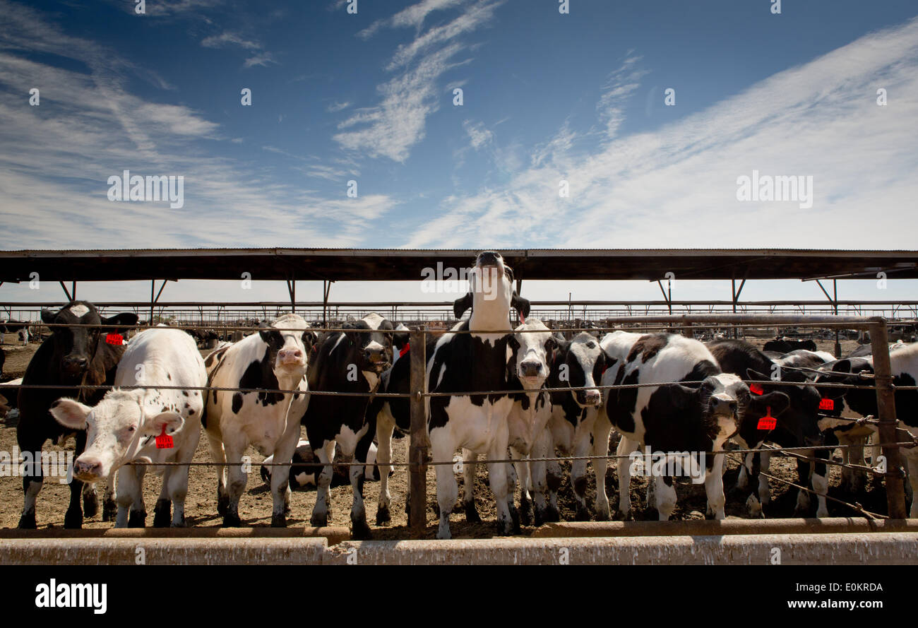 Bei der Brandenberg Viehfutter Hof in Calexico im Imperial County im April 2014. Brandenberg Feed Hof wird von der Meloland Cattle Company betrieben. Stockfoto