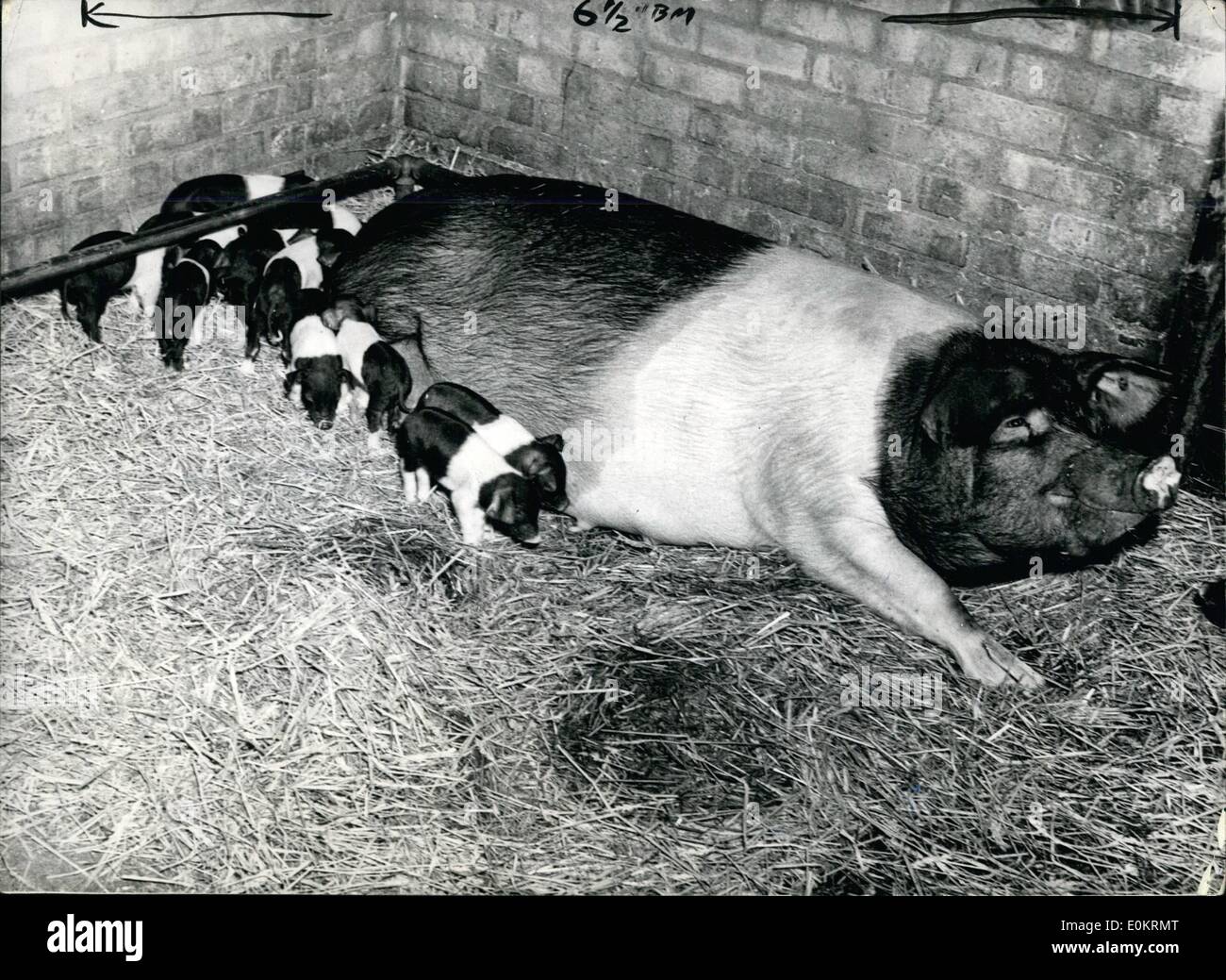4. April 1949 - gebiert '' Stiefmütterchen '' 20 - drei Piflets... Ninety-Nine Nachkommen in vier Jahren: '' Stiefmütterchen '' 28 Stens Essex Sau auf dem Hof von Mr.John Butler, der Stoke von Nayland, in der Nähe von Ipswich, am Samstag eine Reichweite britischer Wurf 23 Ferkel gebar... In weniger als vier Jahren hat Pansy 99 Nachkommen in sieben Würfe - zwei davon 19 jedes bemuttert. Normalen Wurf ist ca. 12-von denen nur acht oder neun erfolgreich von der Mutter aufgezogen werden können. Stiefmütterchen (ihr voller Name lautet Chilton Stiefmütterchen 32..) ist bis 14 ihrer neuesten Familie bringen. Stockfoto