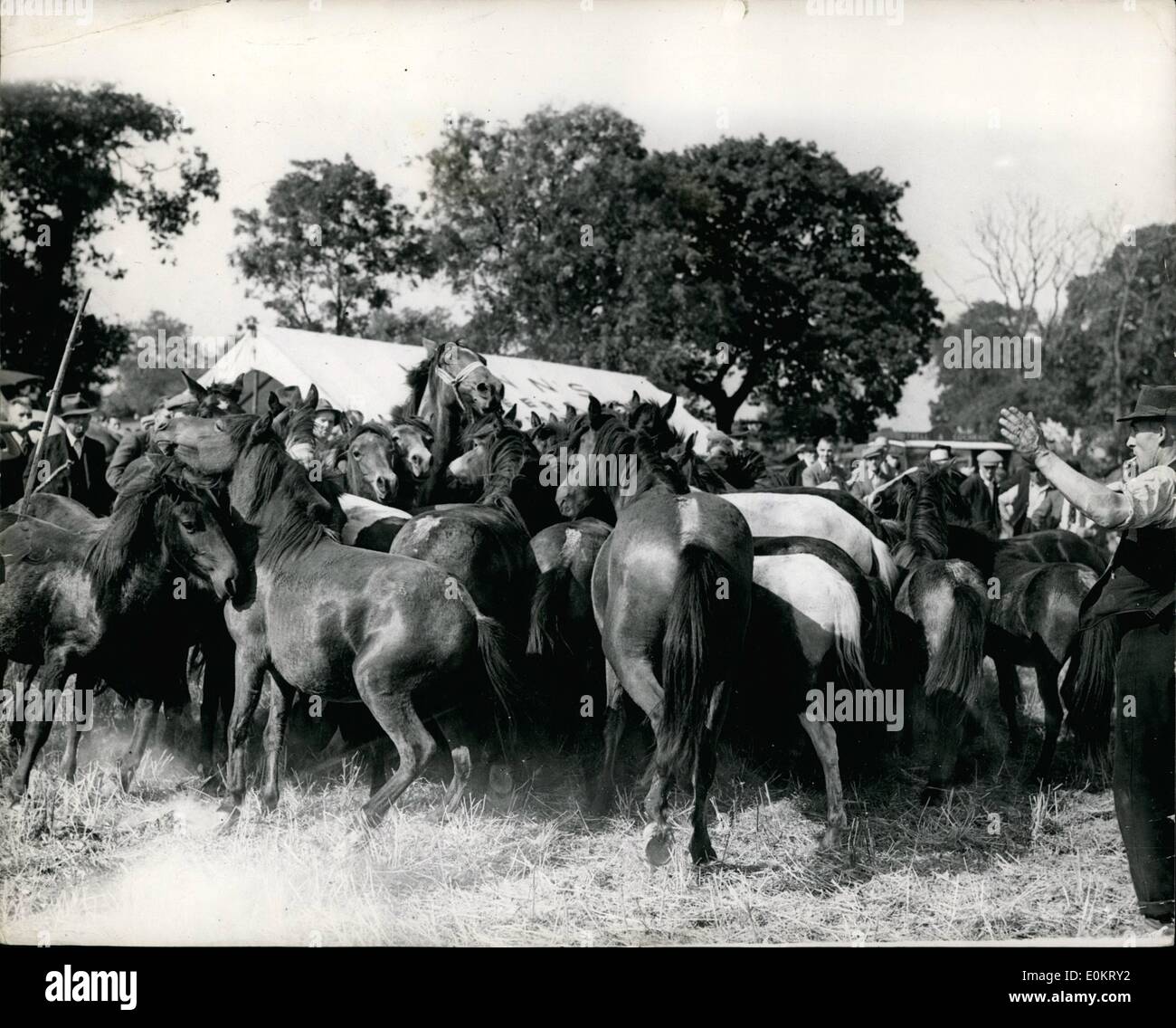 Sept. 05, 1949 - 09.05.49 die berühmte Barnet-Messe öffnet, die Aufrundung der Pferde und Ponys. Pferde und Ponys für Barnet-Messe, die heute eröffnet zusammen getrieben wird. Die Messe wurde in der Regierungszeit von Heinrich II. von Charter gegründet. Stockfoto