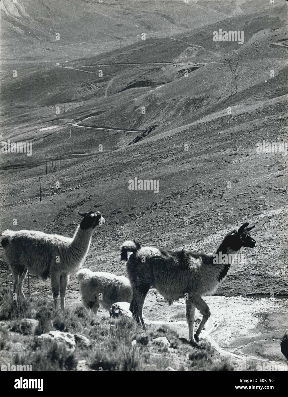 1. Januar 1950 - Lamas vor Mt.Huayna, Potosi - 21.000 ft in der Nähe von La Poz, Bolivien. Lamas halten auf der Anhöhe über 8.000 ft (genaues Datum unbekannt) Stockfoto