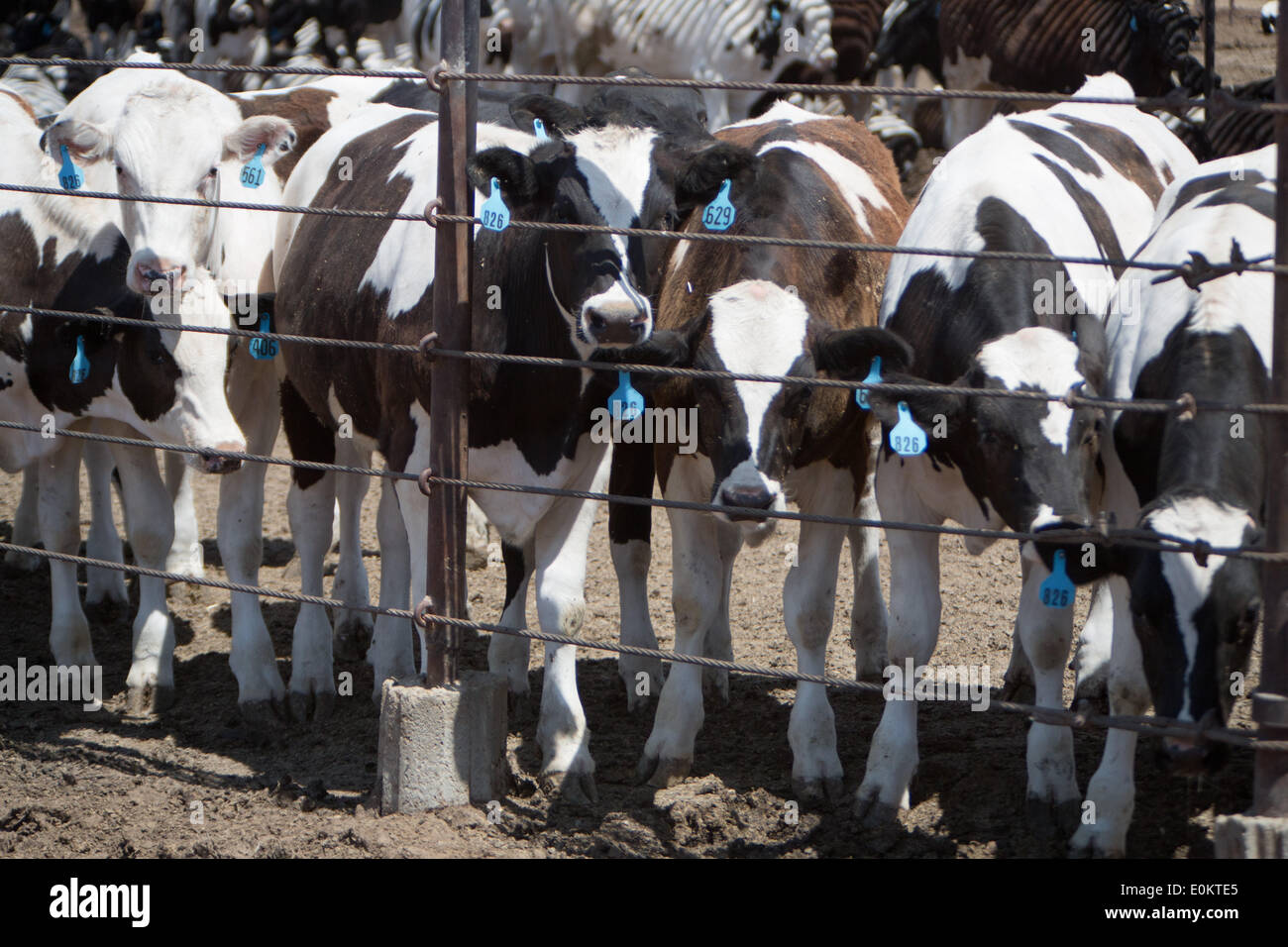 Rinder auf der Hacienda Mastbetrieb in Brawley im Imperial County im April 2014. In der Nähe von Brawley ist die Brawley seismische Zone (BSZ), die San-Andreas-Verwerfung und imperialen Schuld verbindet. Stockfoto