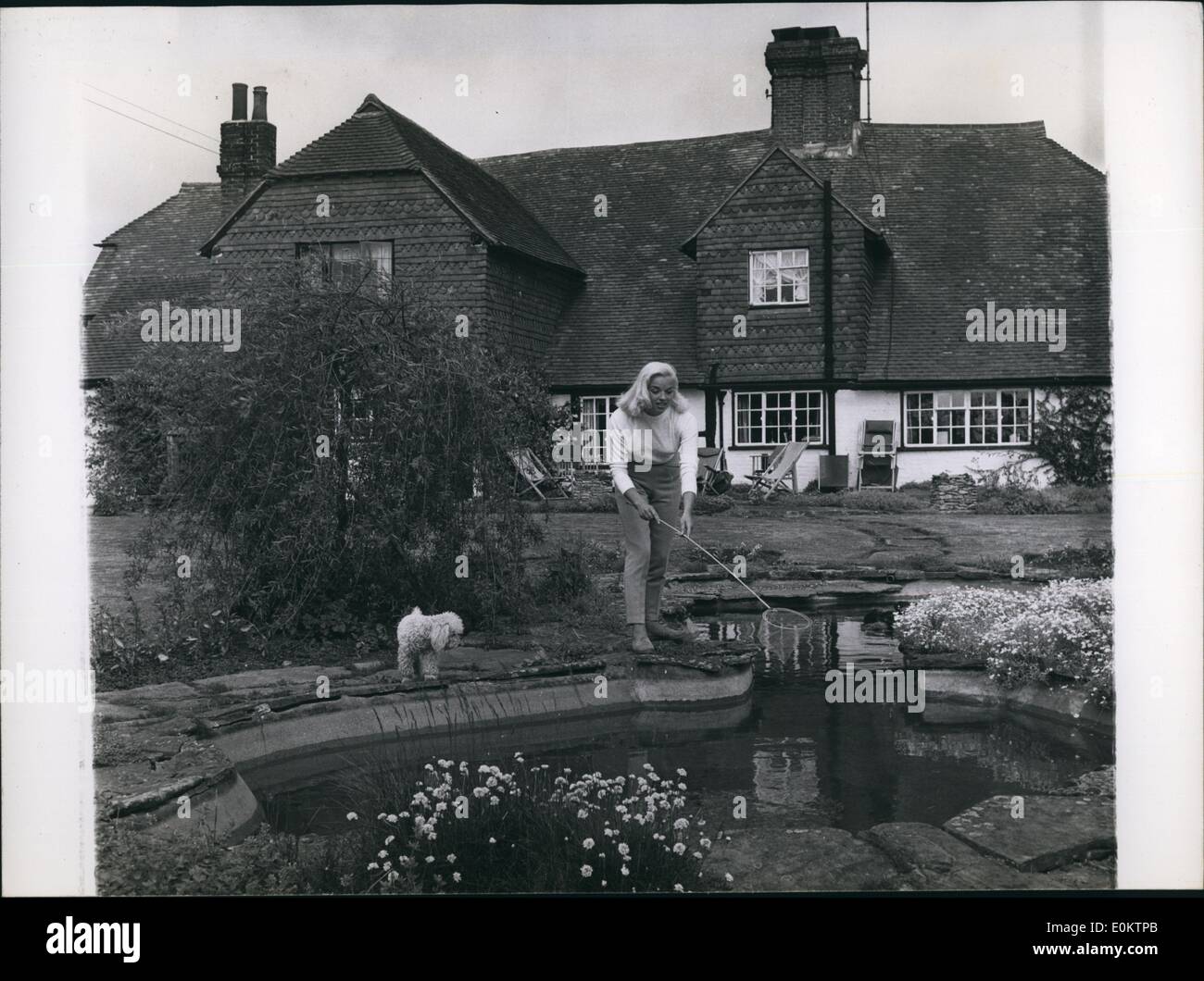 1. Januar 1950 - versucht Diana Dors ihre Hand mit einem Fischernetz im ornamentalen Pool im Garten von ihrem neuen Sussex nach Hause. (genaues Datum unbekannt) Stockfoto