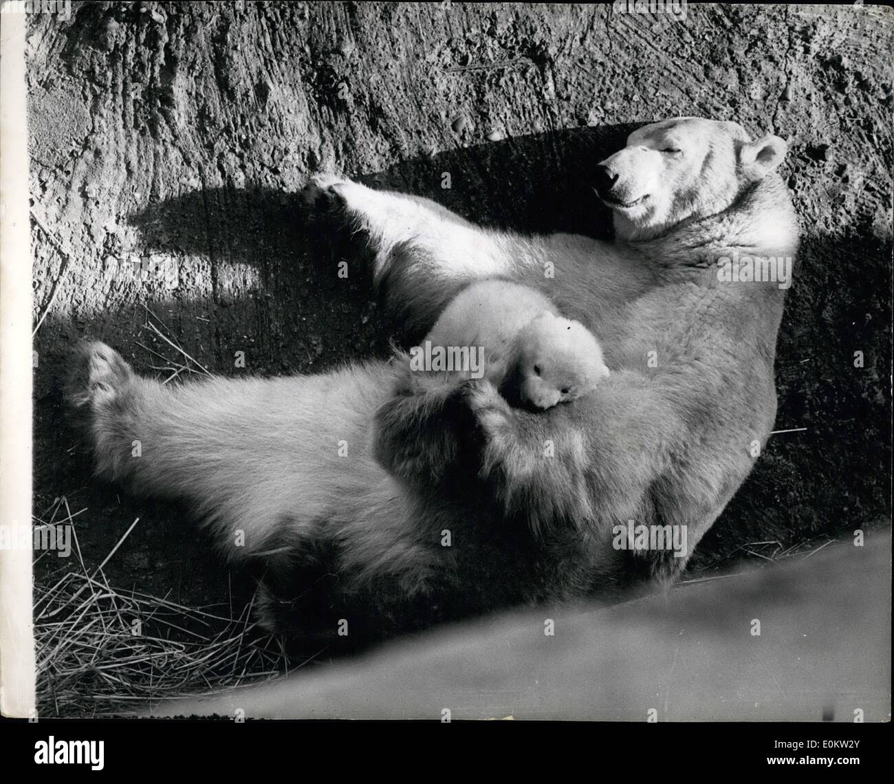 Februar 1950 - Sunshine bringt das Baby Polar Bär zum Spielen mit seiner Mutter im London Zoo; Brumas, das Polar Bär Junge im London Zoo, wird von seiner Mutter kuschelt, als es die Höhle verließ, in der es vor drei Monaten geboren wurde, um heute Nachmittag in den strahlenden Frühling wie Sonnenschein zurückzukehren. Dieses feine gesunde Jungtier mit einem Gewicht von ca. 200 kg ist das wertvollste Babytier im Londoner Zoo. Stockfoto