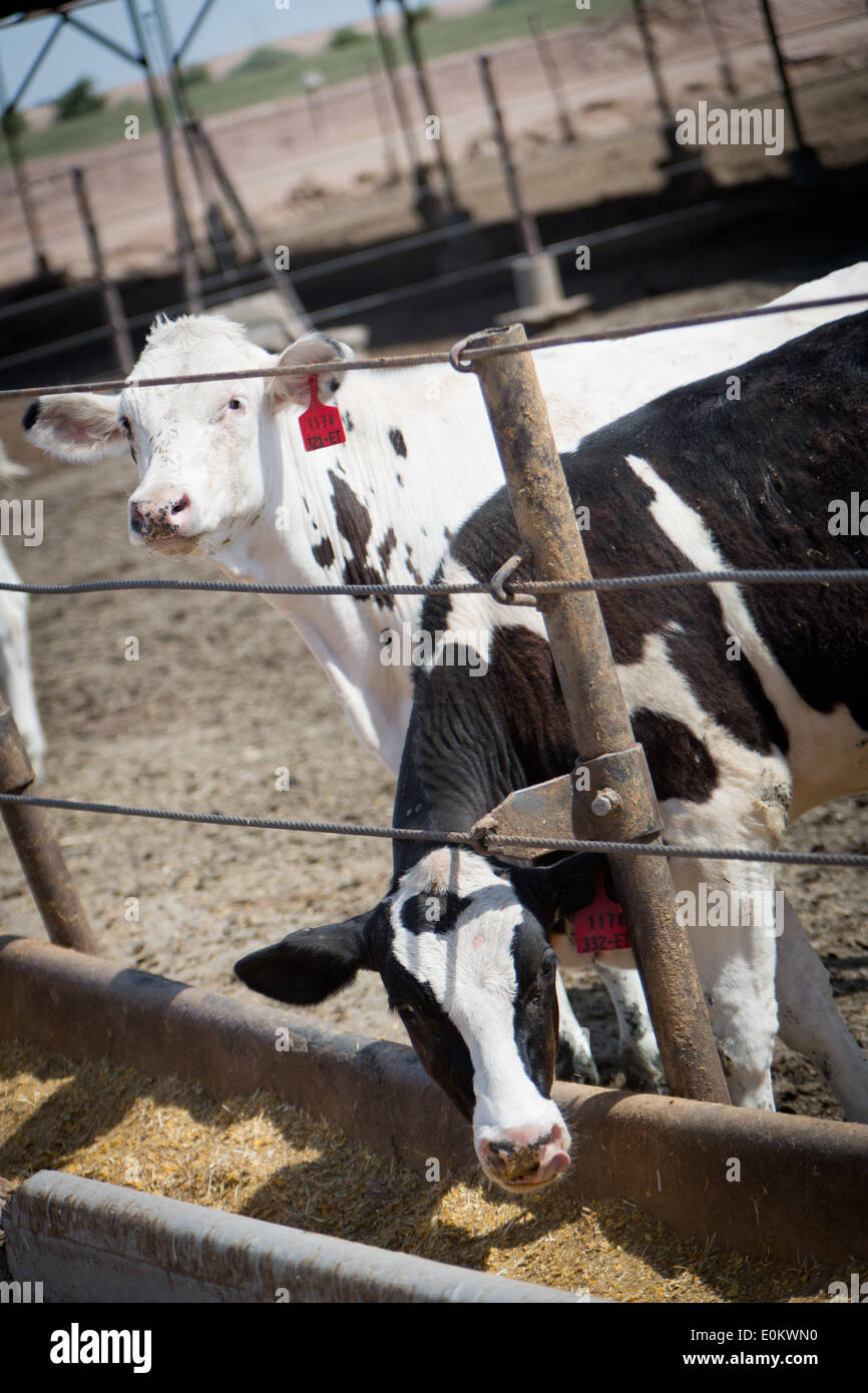Bei der Brandenberg Viehfutter Hof in Calexico im Imperial County im April 2014. Brandenberg Feed Hof wird von der Meloland Cattle Company betrieben. Stockfoto
