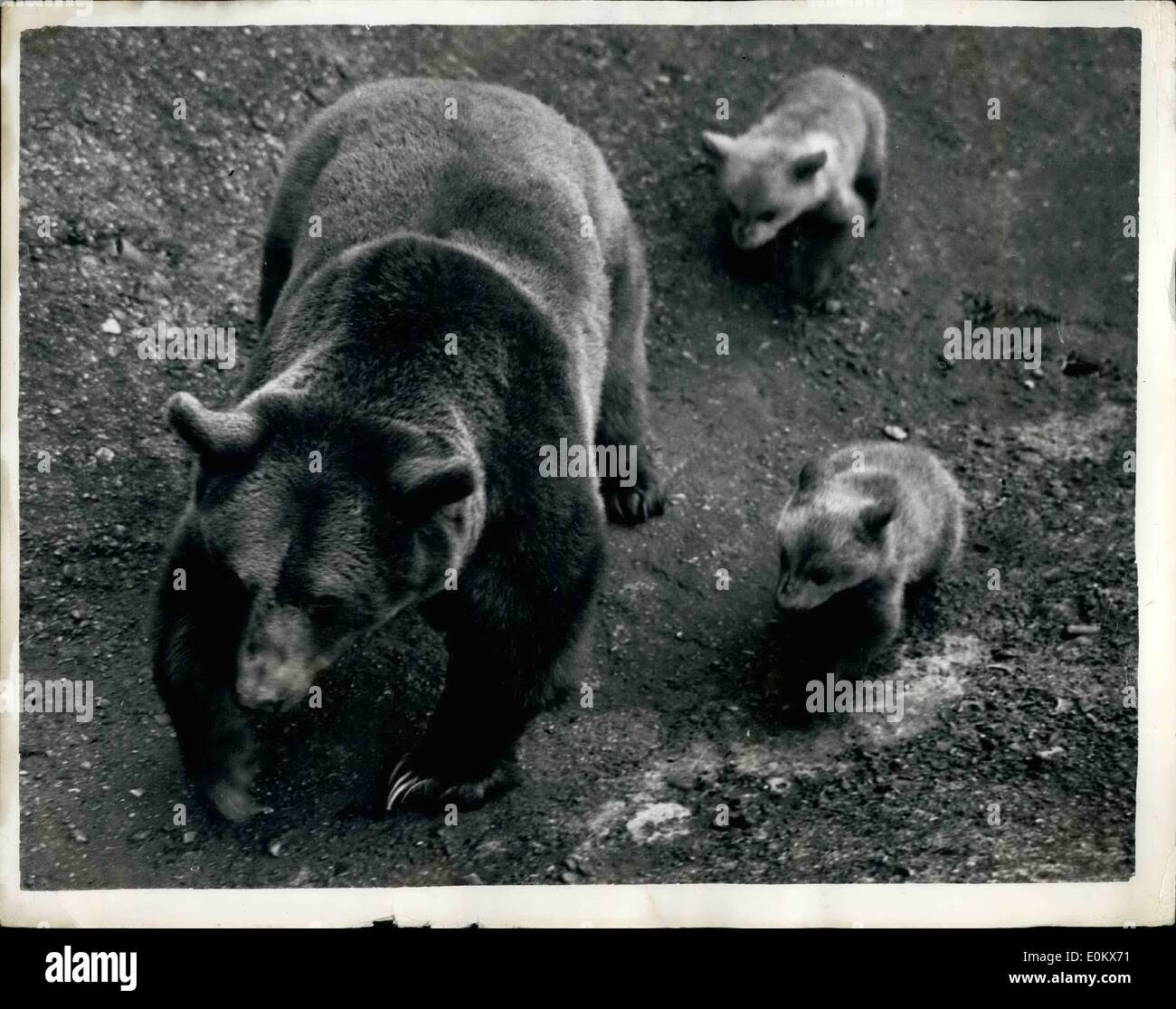4. April 1952 - erste Ausflug für bear Cubs.: die Twin Jungen geboren, der Londoner Zoo Braunbären, Minnie und Gurken vor zwei Monaten machte ihr ersten öffentlichen Auftritt gestern. Der Ausflug war sehr kurz. Foto zeigt der Twin jungen brav ihre Mutter, Minnie, während der gestrigen kurzen Ausflug folgen. Stockfoto