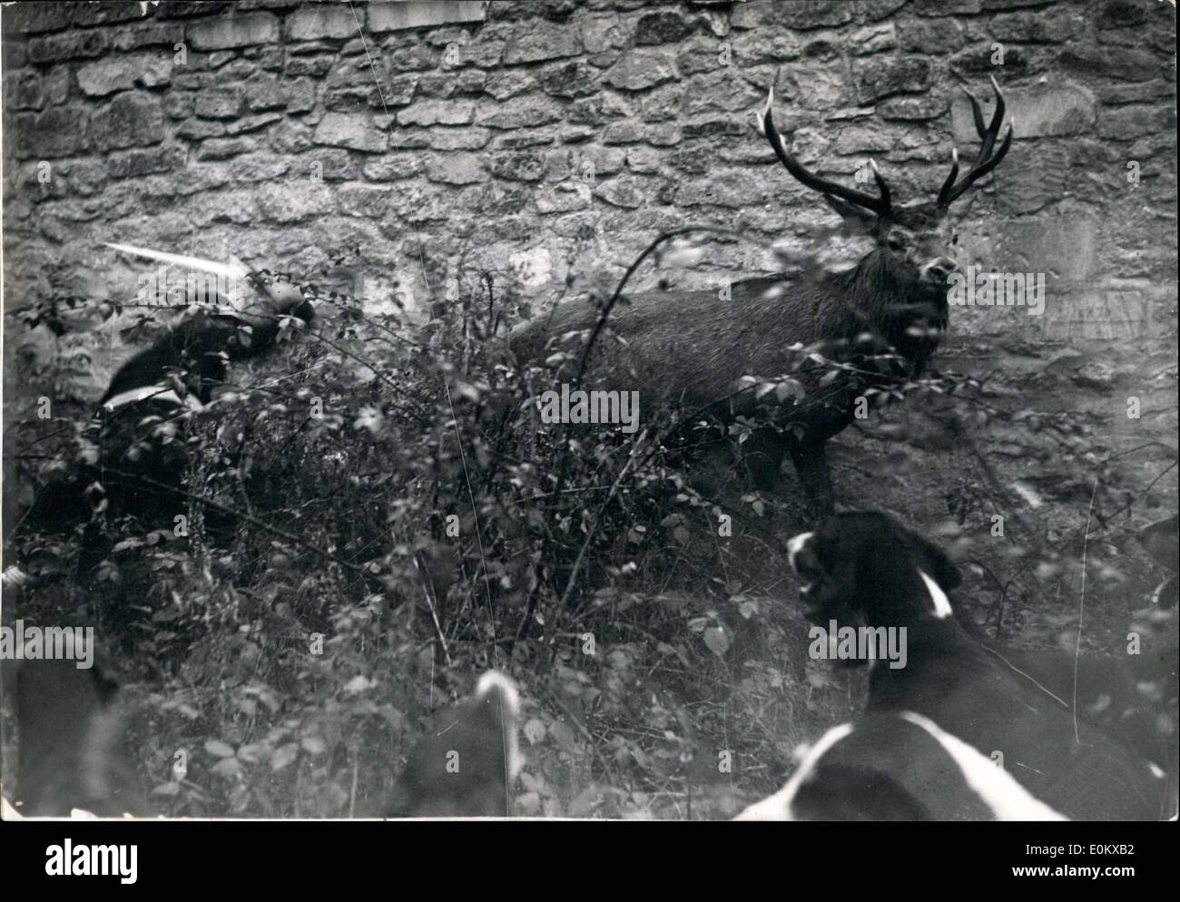 16. November 1950 - Hirsch Hunde bellen während Sankt Hubertus-Jagd Stockfoto