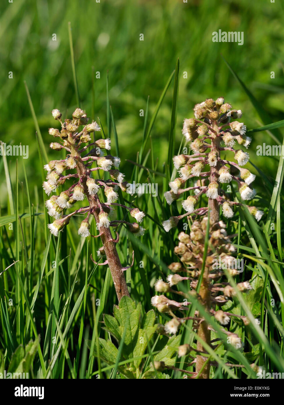 Gemeinsamen Pestwurz Blumen - Petasites Hybridus weibliche Pflanze Stockfoto