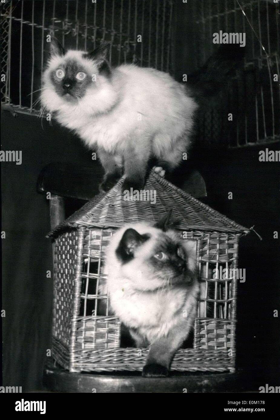 9. Januar 1953 - Cat Show In Paris eröffnet: Brahma Maldapolr (im Inneren des kleinen Hauses) und Boddha Maldapopur, zeigen zwei feine Exemplare von Burma-Katzen, die bei der jährlichen Katze gesehen jetzt in Paris statt. Stockfoto