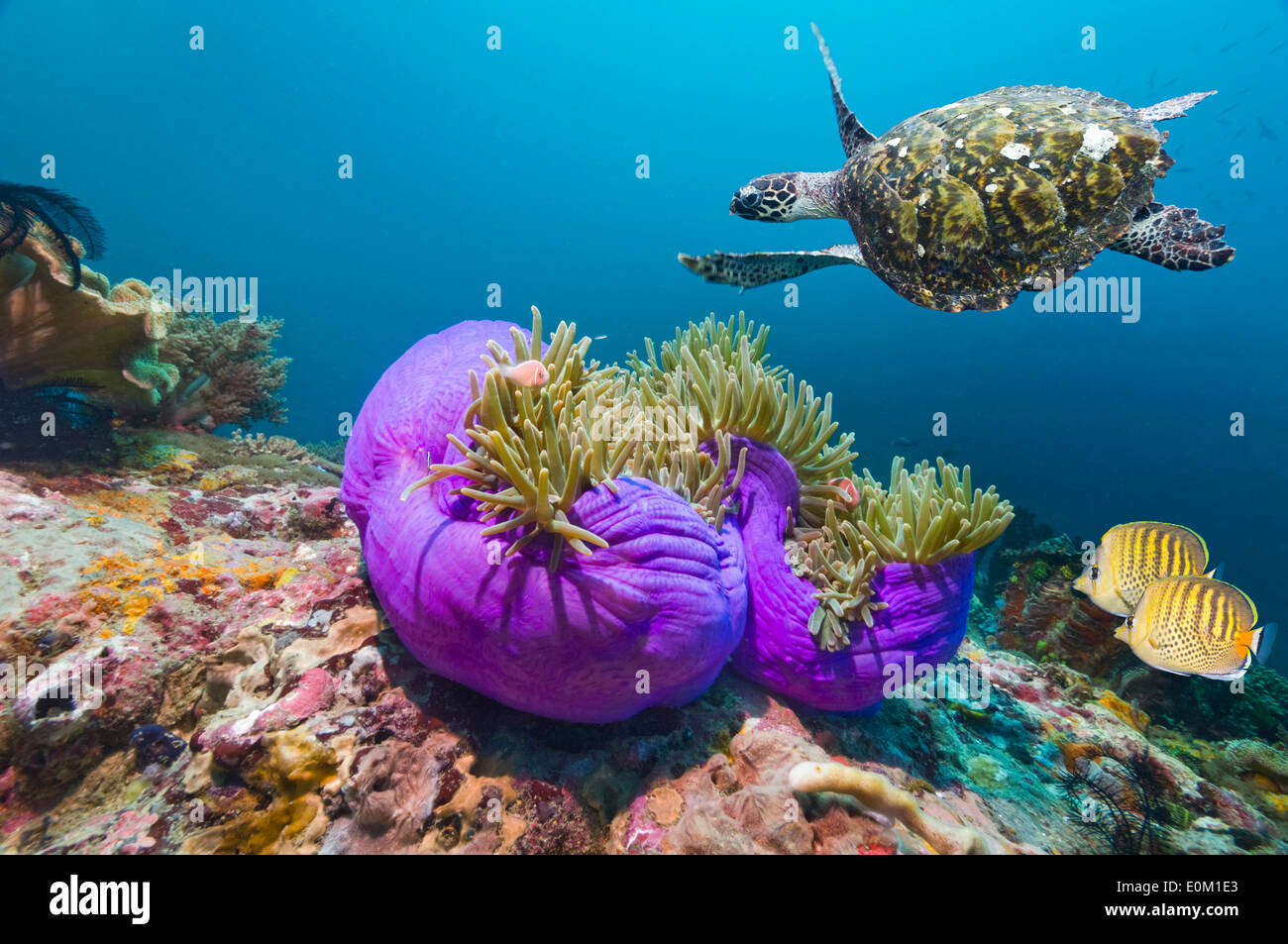 Echte Karettschildkröte mit herrlichen Seeanemonen (Eretmochlys Imbricata) (Heteractis Magnifica) (Chaetodontidae Punctatofasciatus) Stockfoto