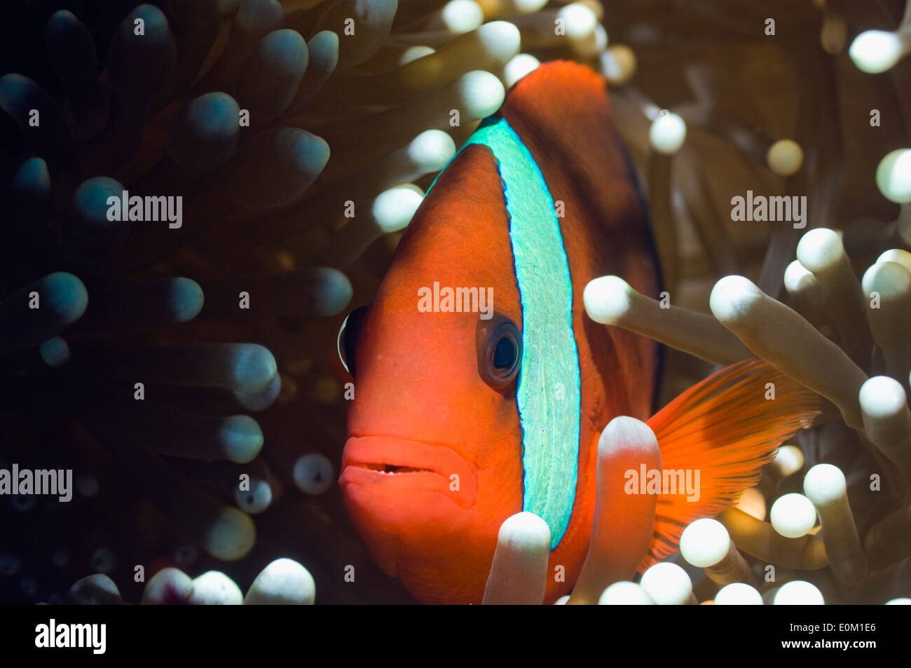 Rote und schwarze Anemonenfische. Raja Ampat, West-Papua, Indonesien. (Amphiprion Melanopus) Stockfoto