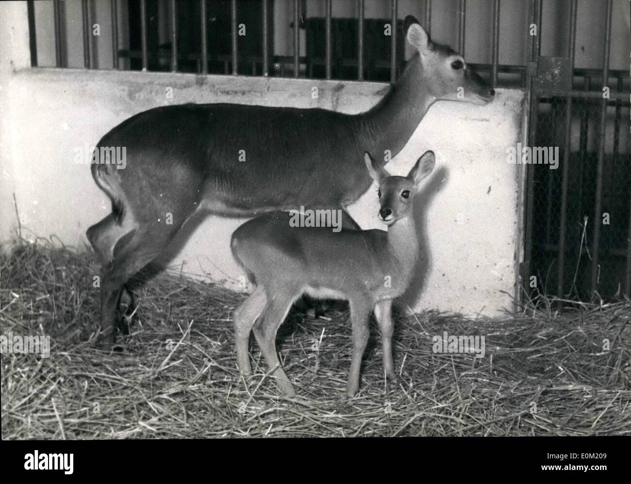 3. März 1953 - General Feldmarschall Erwin Rommel - Hitlers General Stockfoto