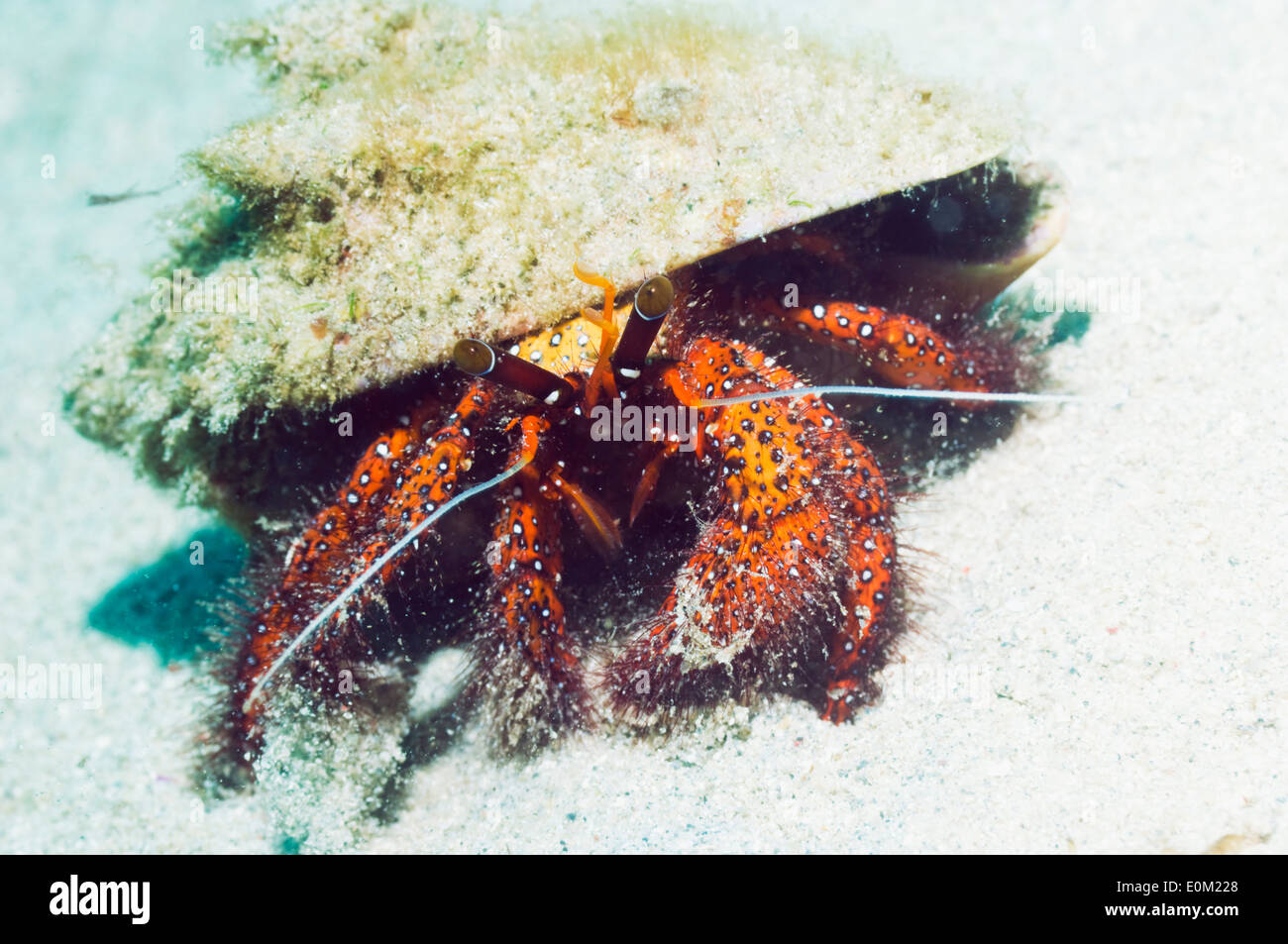 Weiß getupft Einsiedlerkrebs. Manado, Nord-Sulawesi, Indonesien. (Dardanus Megistos) Stockfoto