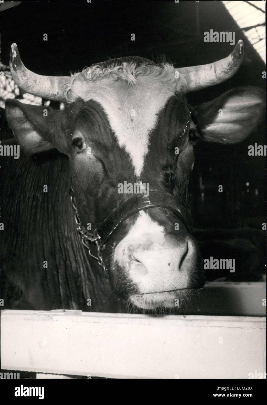 6. März 1953 - Agricultural Show öffnet in Paris: ein fünf Jahre altes Stier (Gewicht 1,350 kg.) auf der jährlichen landwirtschaftlichen Messe jetzt in Paris abgehaltenen gesehen. Stockfoto