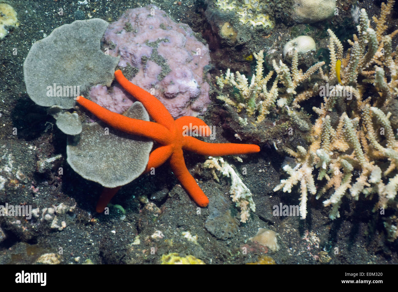 Luzon Sea Star oder Seestern. Papua-Neu-Guinea. (Echinaster Luzonicus) Stockfoto