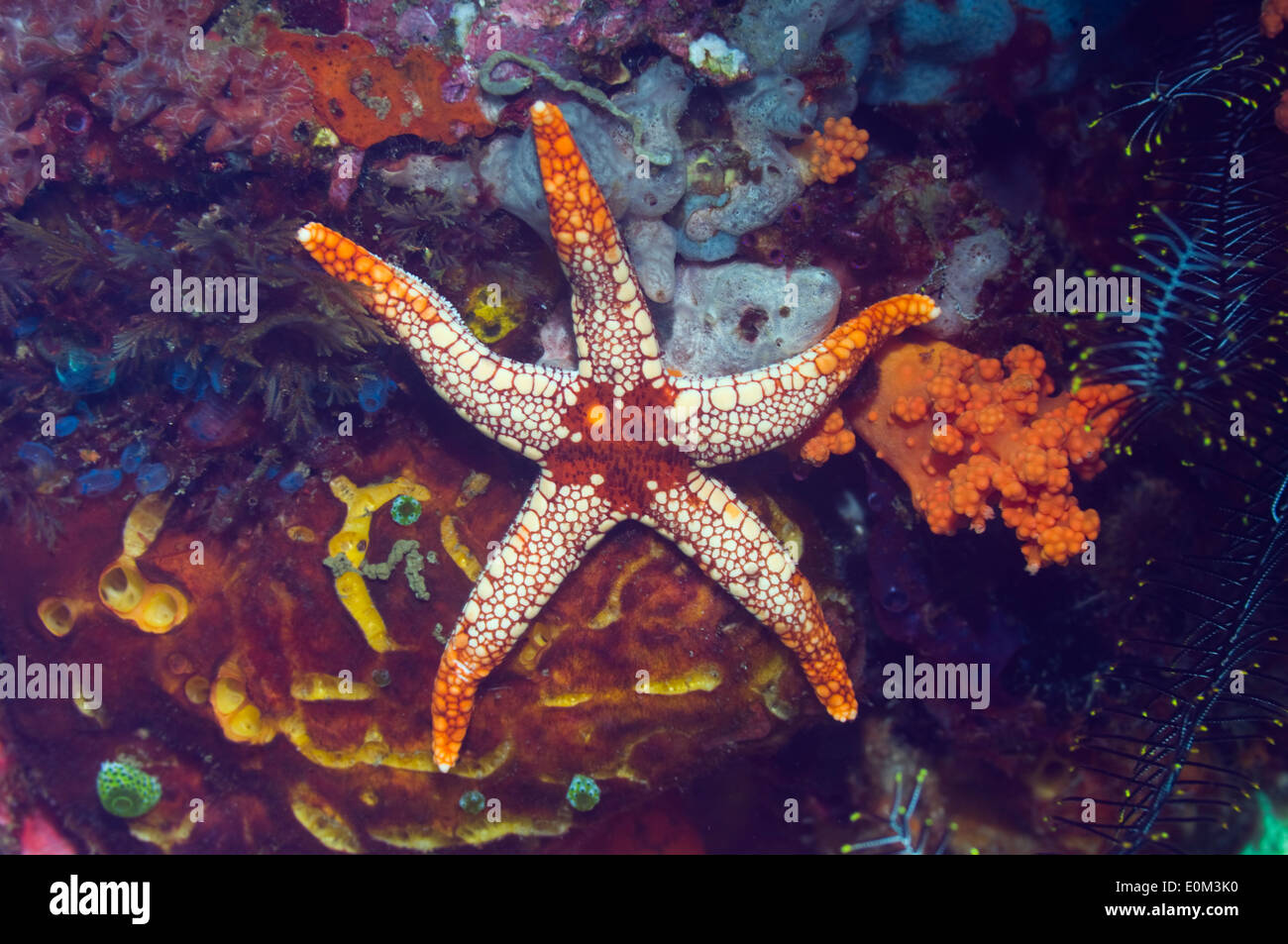 Halskette Seestern oder Seestern. Papua-Neu-Guinea. (Von a Monilis) Stockfoto