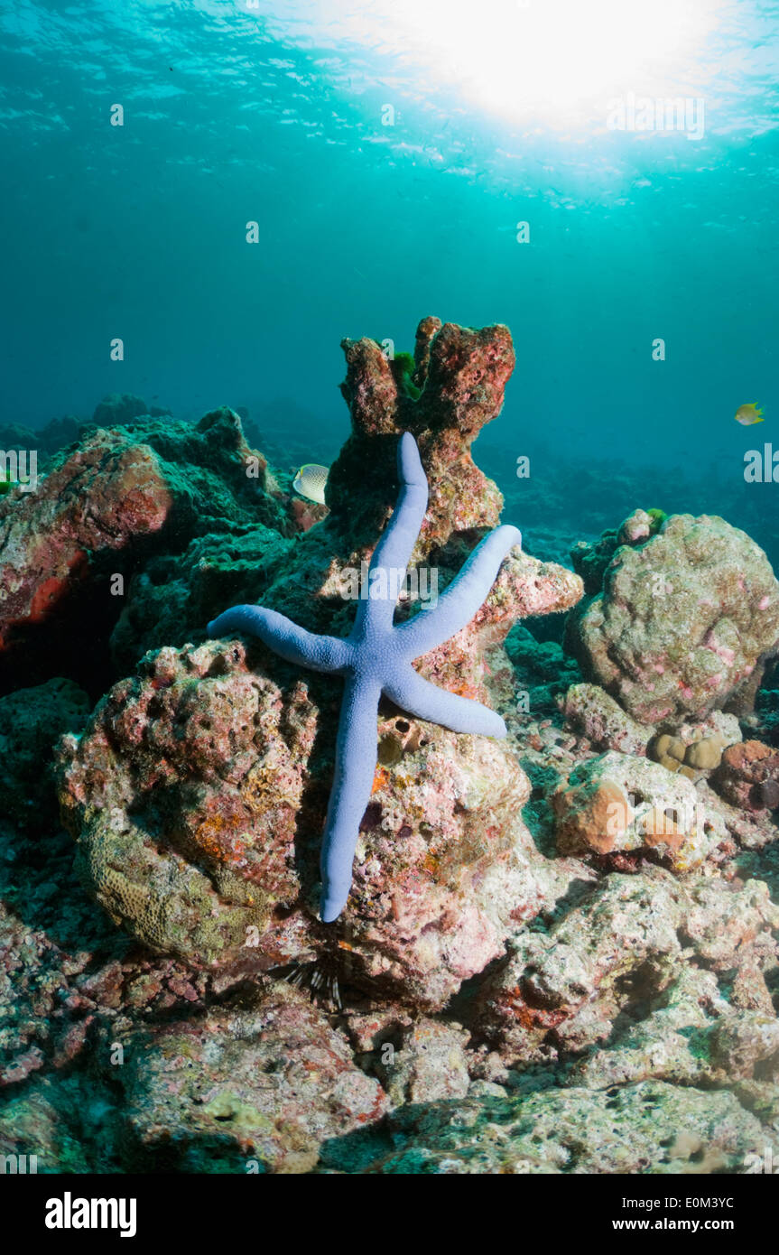 Blue Sea Star oder Seestern auf Korallen Felsen. Variabel in der Farbe. Malediven. (Linckia Laevigata) Stockfoto
