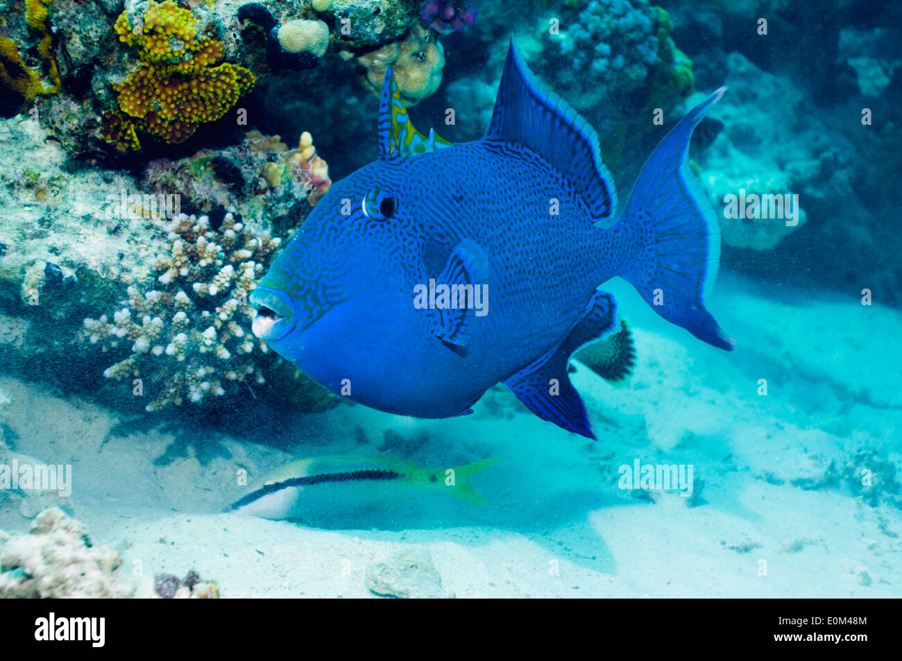 Blauer Drückerfisch. Ägypten, Rotes Meer. (Pseudobalistes Fuscus) Stockfoto