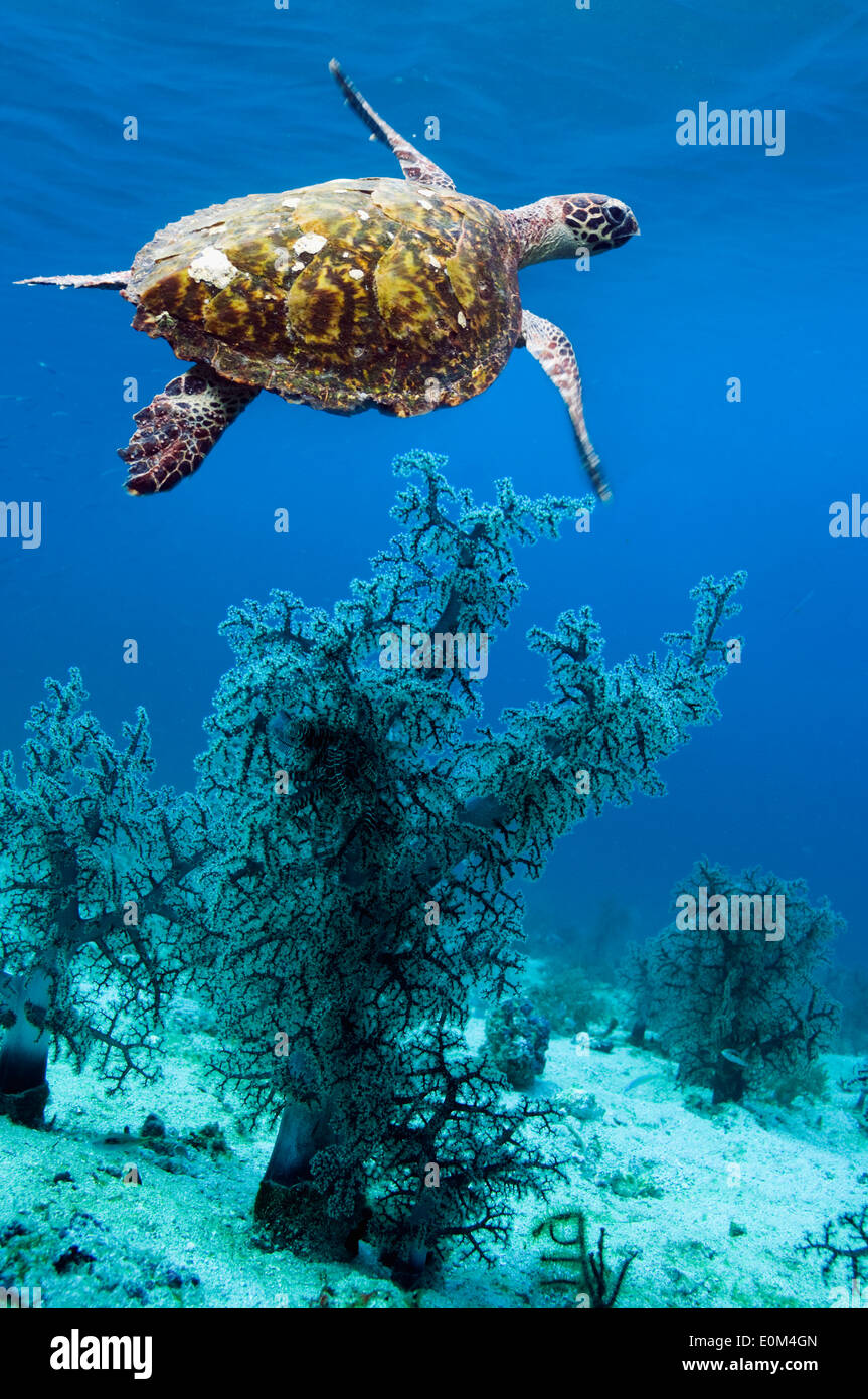 Echte Karettschildkröte über Korallen schwimmen. Nationalpark Komodo, Indonesien. (Digital Composite). (Eretmochlys Imbricata) Stockfoto