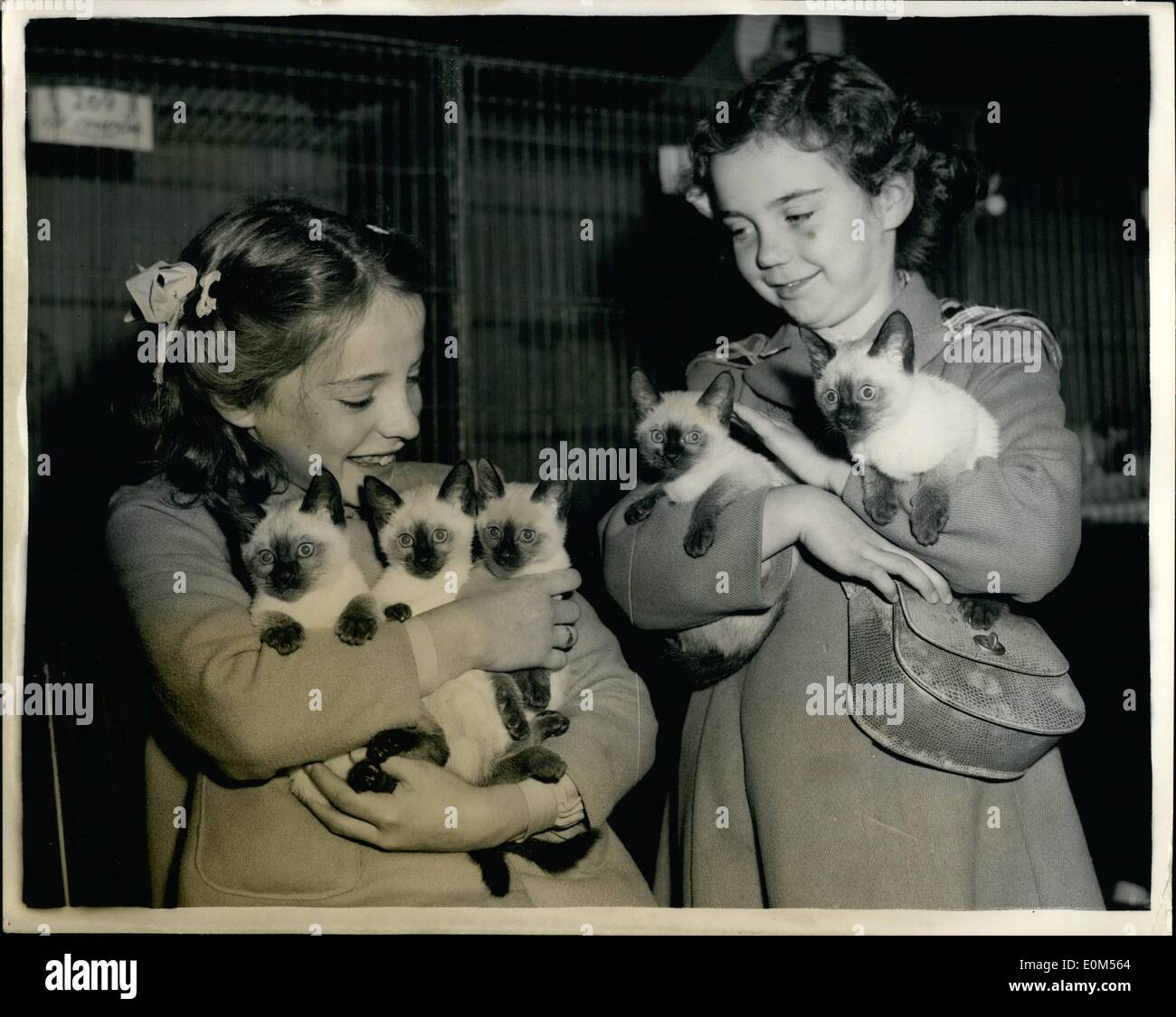 7. Juli 1953 - Krönung Jahr zeigen des Kensington Kätzchen und Neutrum Cat Club: Foto zeigt Glenda Hart, 10 Jahre (links) und Margaret Wheatley, 8 Jahre, beide die Earith hält fünf Seal Point Kätzchen, im Besitz von Frau R. Beha, der Earith. Die Shows fand in der Royal Horticultural Hall, Westminster. Stockfoto