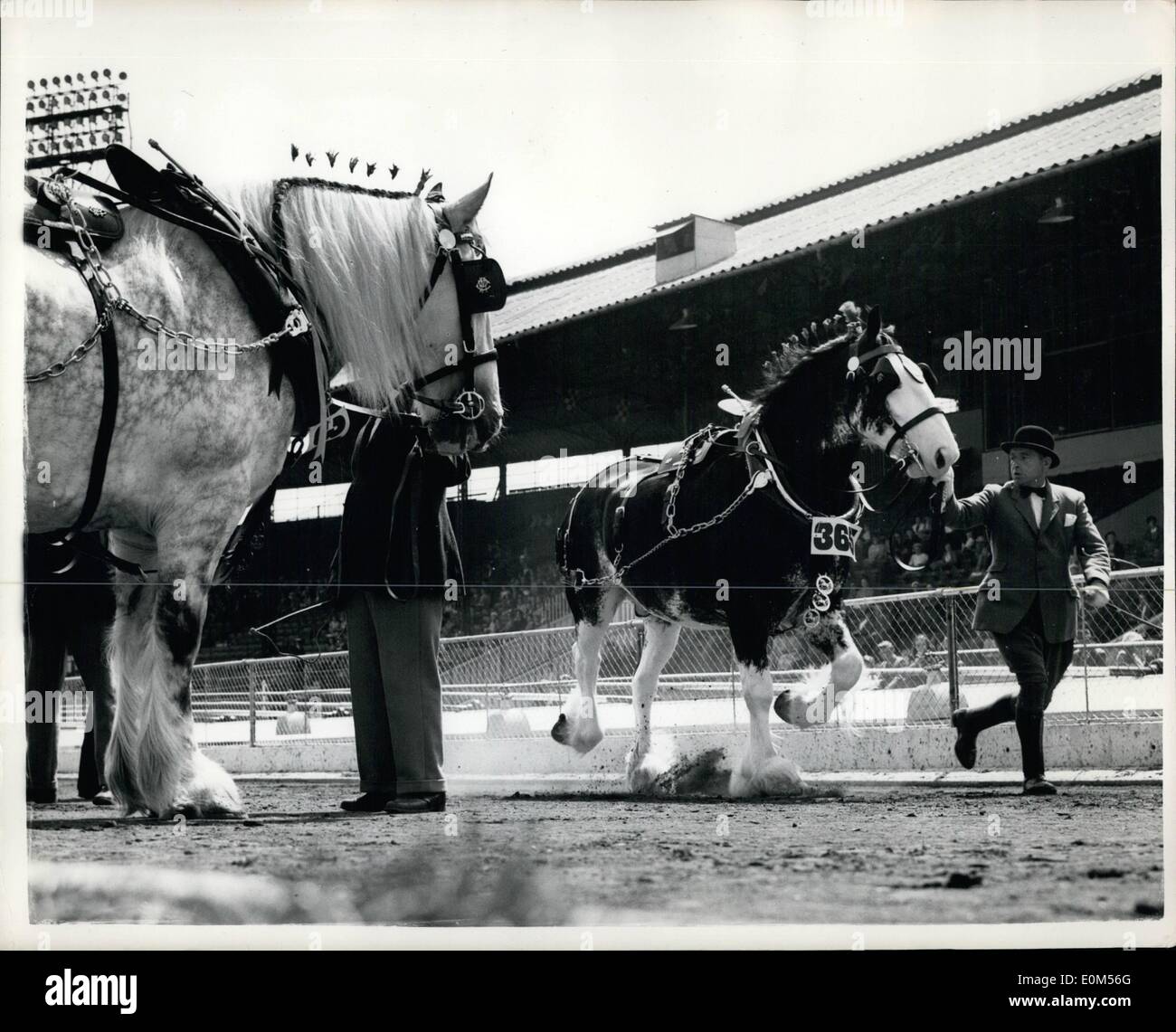 7. Juli 1953 - show International Horse im White City. Meinerseits nächste: Foto zeigt '' Cromwell'' ein grau-Wallach schaut zu, wie '' Royals'' ein Wallach schwarz rund um den Ring während der Veranstaltung '' schwere kommerzielle Pferde in einzelne Pferde '' - während die International Horse Show im White City heute trabt. Er denkt - '' kann ich besser als als " Stockfoto