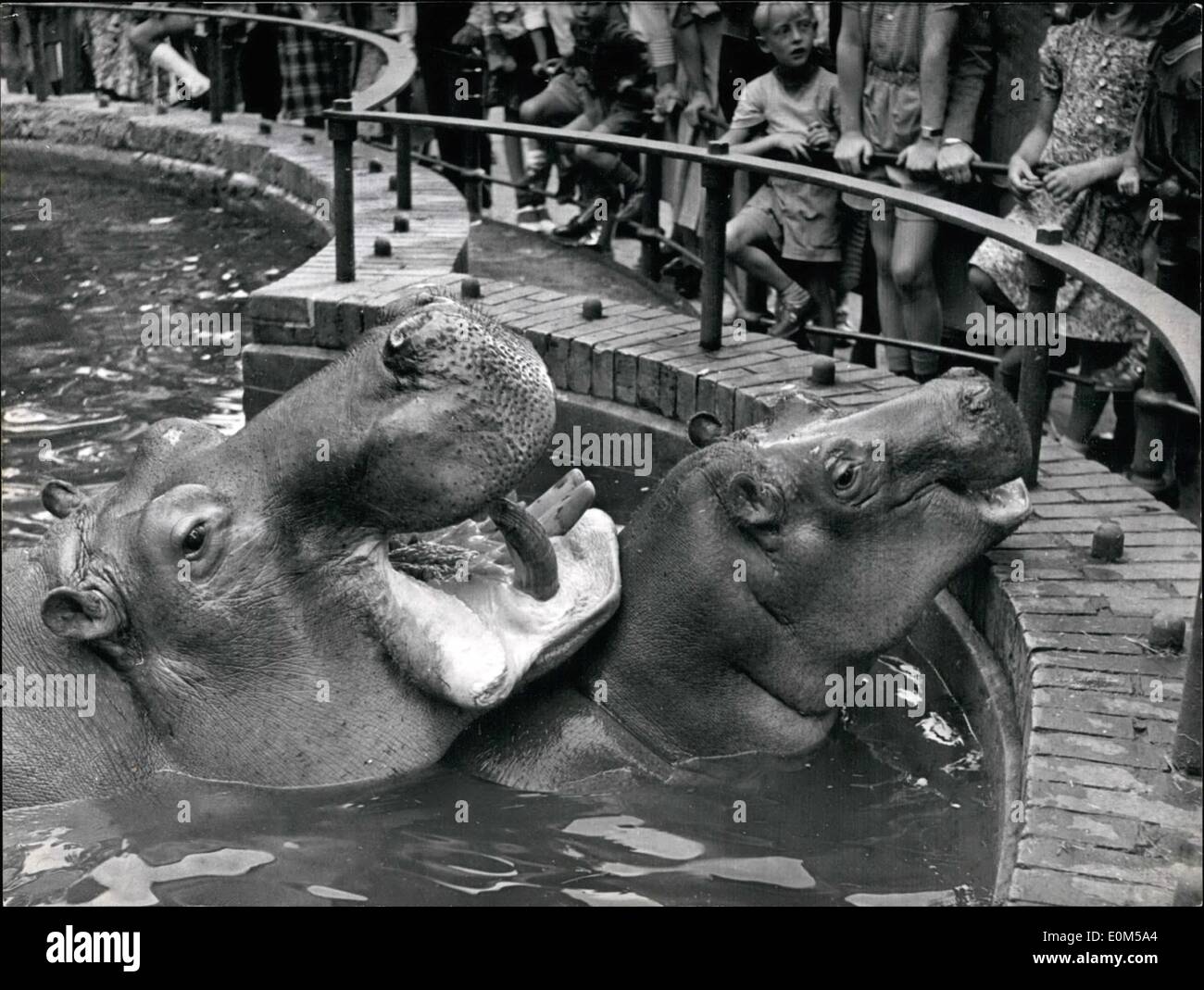 8. August 1953 - zeigt Foto eine Szene im Berliner Zoo. (links) '' Knautschka'', die beliebten Nilpferd mit ihren Fohlen in Anwesenheit von vielen Stars und Sternchen bald getauft werden soll. Stockfoto