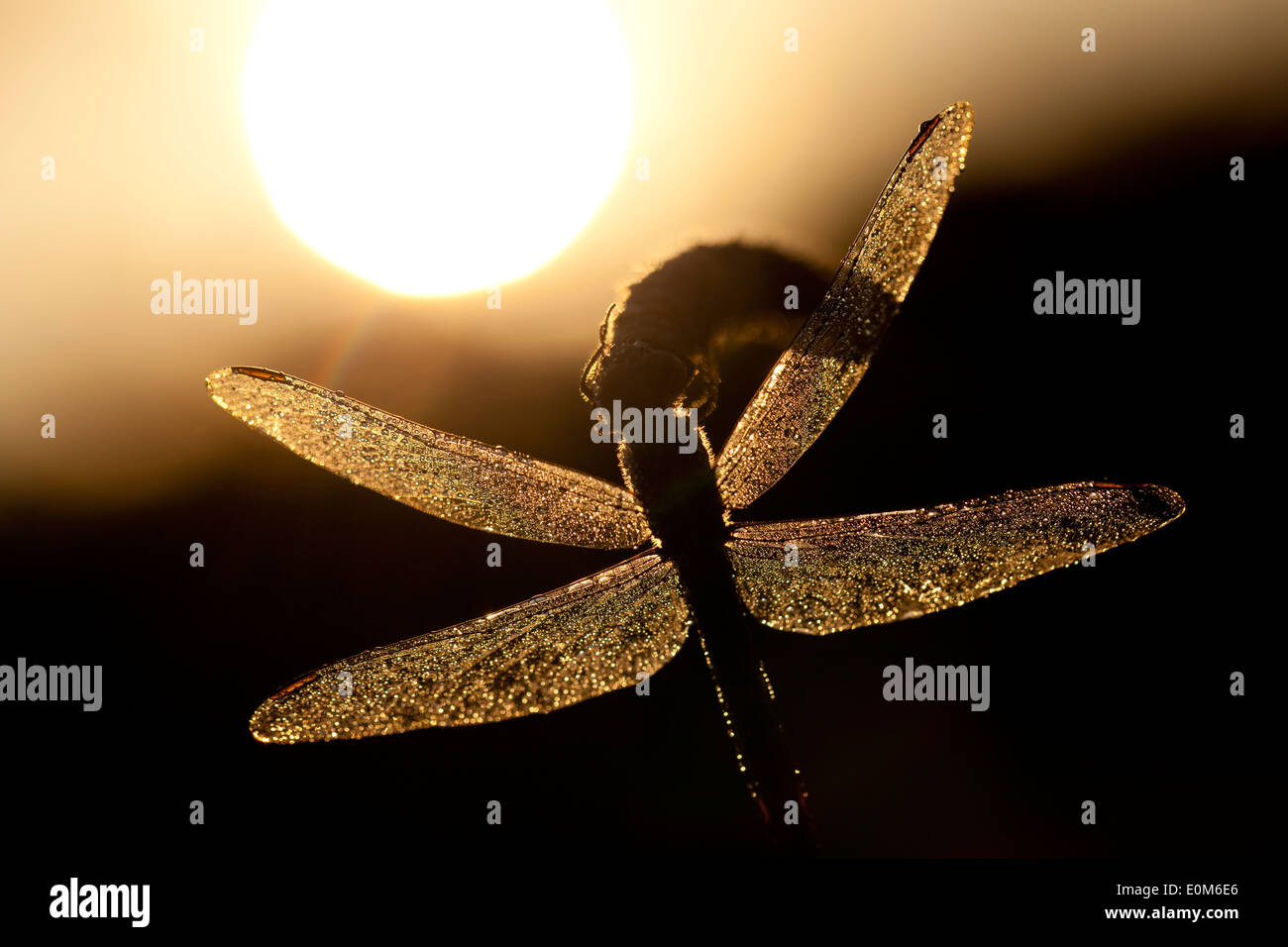 Eine Nahaufnahme von einer Witwe Abstreicheisen Libelle und die Morgensonne, Oregon, USA (Libellula Luctuosa) Stockfoto