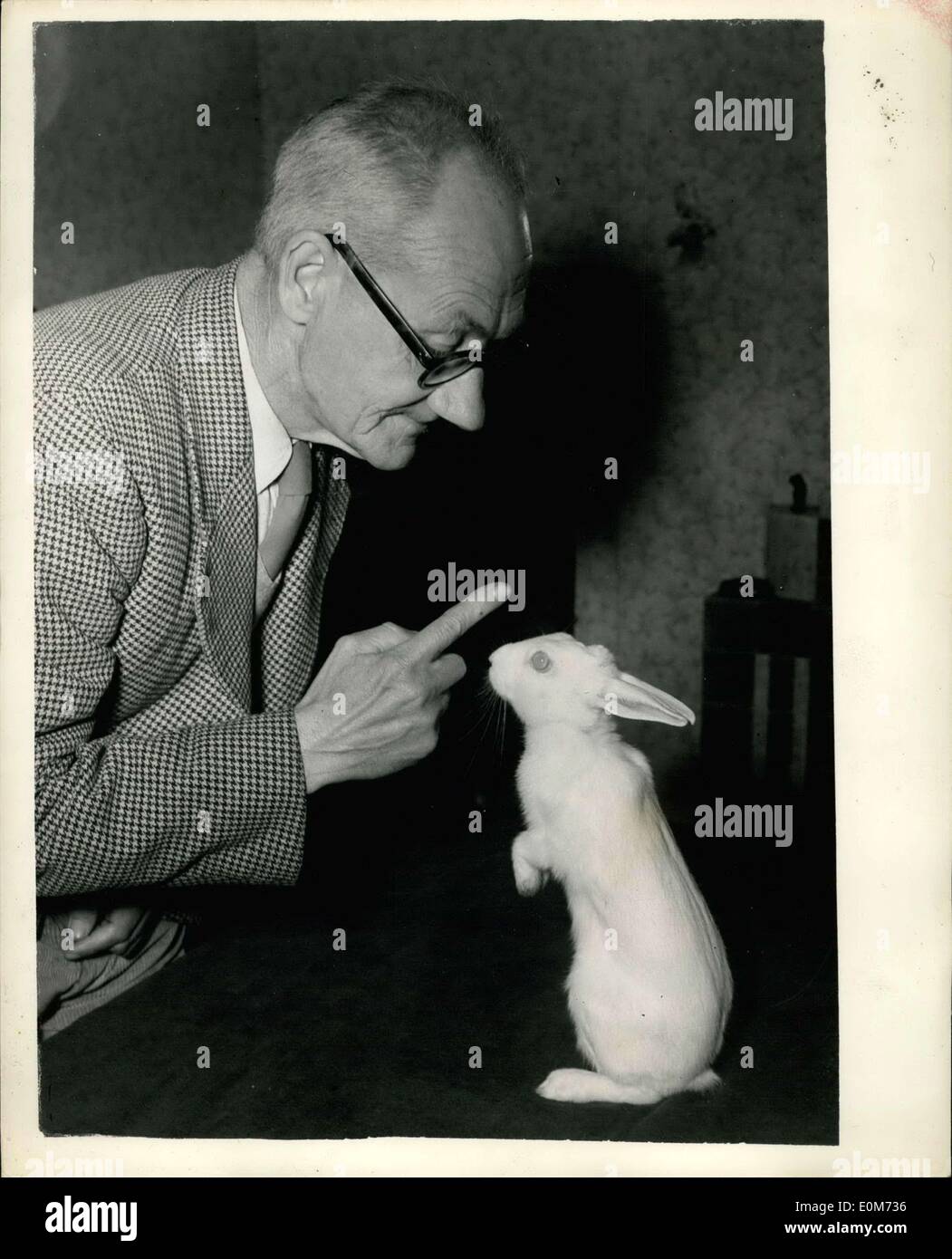 Sept. 30, 1953 - alle A Matter Of Traning: Sally das Kaninchen kennt einen Trick von zwei. Sie wird oben und betteln- und die Stellung halten, bis ihr Besitzer, Herr Arthur Matthews von Edmonton, N, den Tisch klopft. Ausbildung begann, als Sally sechs Wochen alt war. Sie ist jetzt fünf Monate alt. Stockfoto