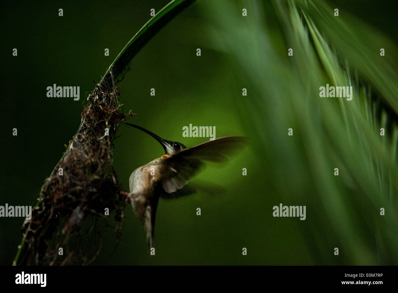 Ein Kolibri kehrt zurück zu ihrem Nest auf einem Palmwedel in Tambopata National Preserve, Peru. Stockfoto