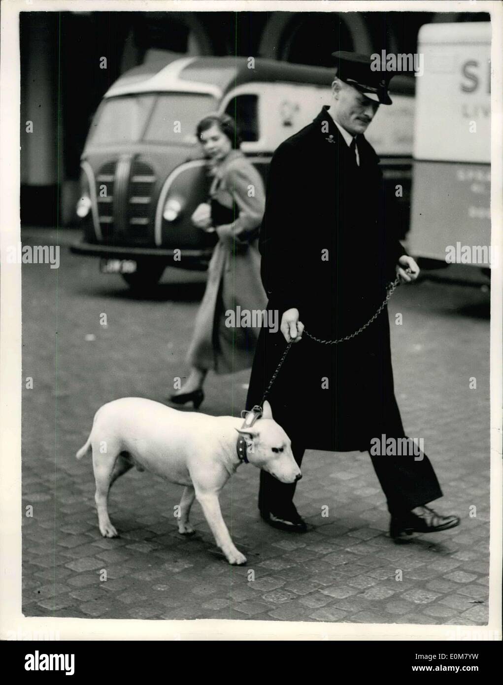 24. November 1953 - Hund geht mit dem Flugzeug in den Libanon, fliegt zu seinem Meister der R.A.F. ? Rolfe? ein Bullterrier war in London heute Morgen vor dem verlassen London Airport für den Libanon zu sehen. Der Flug wurde von der R.S.P.C.A und der Hund ist zu seinem Meister Flight Sergeant F. Hitchcock mit der RAF bei Base Aerienne, Rayak, Libanon ausgehen. Rolfe ist 2 Jahre alt und wurde betreut von Frau Hitchcock von Hythe, die RSPCA ein Zuhause für ihn sonst o gefragt haben ihn zerstört Stockfoto