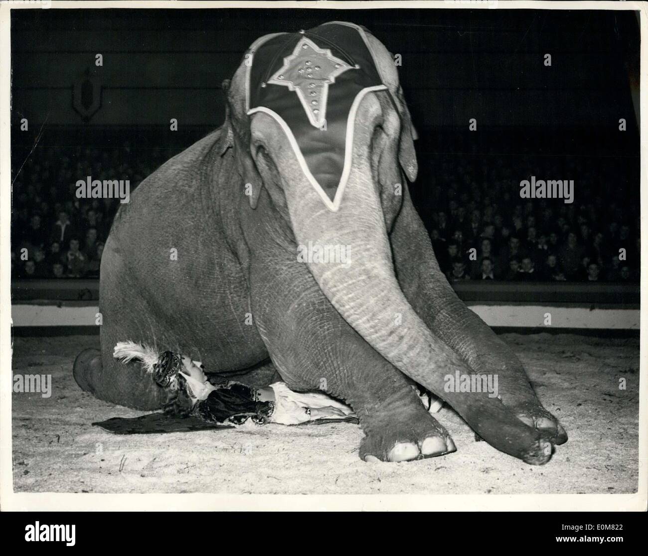 9. Dezember 1953 - sie hat viele Nerven- und viel von Vertrauen: die Spannung ist grandios - als einer der Knie berühmten Zirkus Elefanten führt dieser Teil seiner Tat - liegen auf seinem fairen junge Führer. Die Mädchen selbst hat vollstes Vertrauen in das Tier und viel Selbstkontrolle, dort liegen, während Elefanten überragt. Gesehen im Zirkus in der berühmten Kelvin Hall, Clasgow. Stockfoto