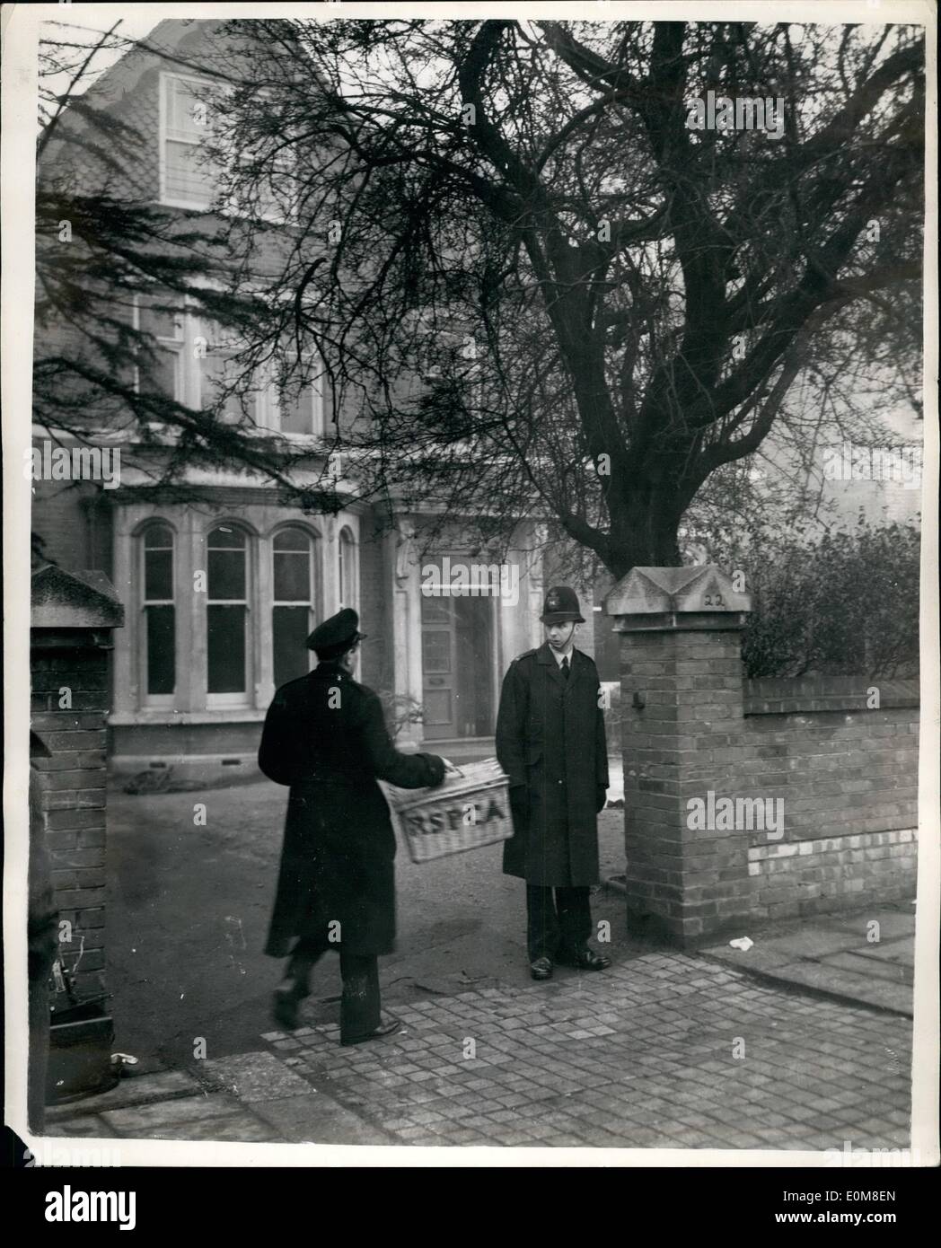 2. Februar 1954 - zwei Frauen ermordet am Old Folks' Home: eine Frau, die sich Lady Manzies und ihre Tochter, Frau Isobel Veronica Chesney, genannt wurden gestern in der '' Home für ältere Herrschaften '' die liefen in Montpelier-Road, Ealing ermordet aufgefunden. Foto zeigt ein R.S.P.C.A offizielle Anrufe im Rom, Katzen zu sammeln. Stockfoto