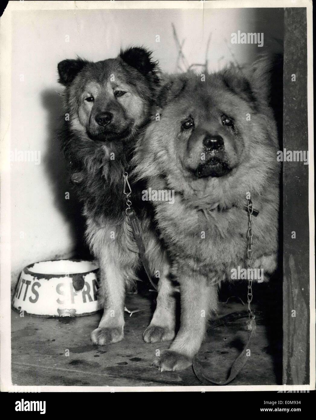 12. Februar 1954 - R.S.P.C.A. Kümmern Sie sich um ermordete Frauen Haustier Hunde.. ''Hua'' und ''Tinker': R.S.P.C.A. Beamte des Kensal Rise adoptieren - kümmern sich um ''Hua'' und ''Tinker'' - die Haustierschaufeln, die zu ''Dame''' Menzies gehören -- deren ermordete Leiche im Ealing-Haus sanfter Leute gefunden wurde - das sie führt. Die B von Frau Menzies wurde in einem Wohnzimmer im Erdgeschoss gefunden - und die ermordete Leiche ihrer Tochter 42-jährige Frau Isobel Veromica Chesney wurde in einem Badezimmer im obersten Stockwerk gefunden die Chow Hunde waren Haustiere von Herrn Manzies - sie haben sie über verlassen Stockfoto