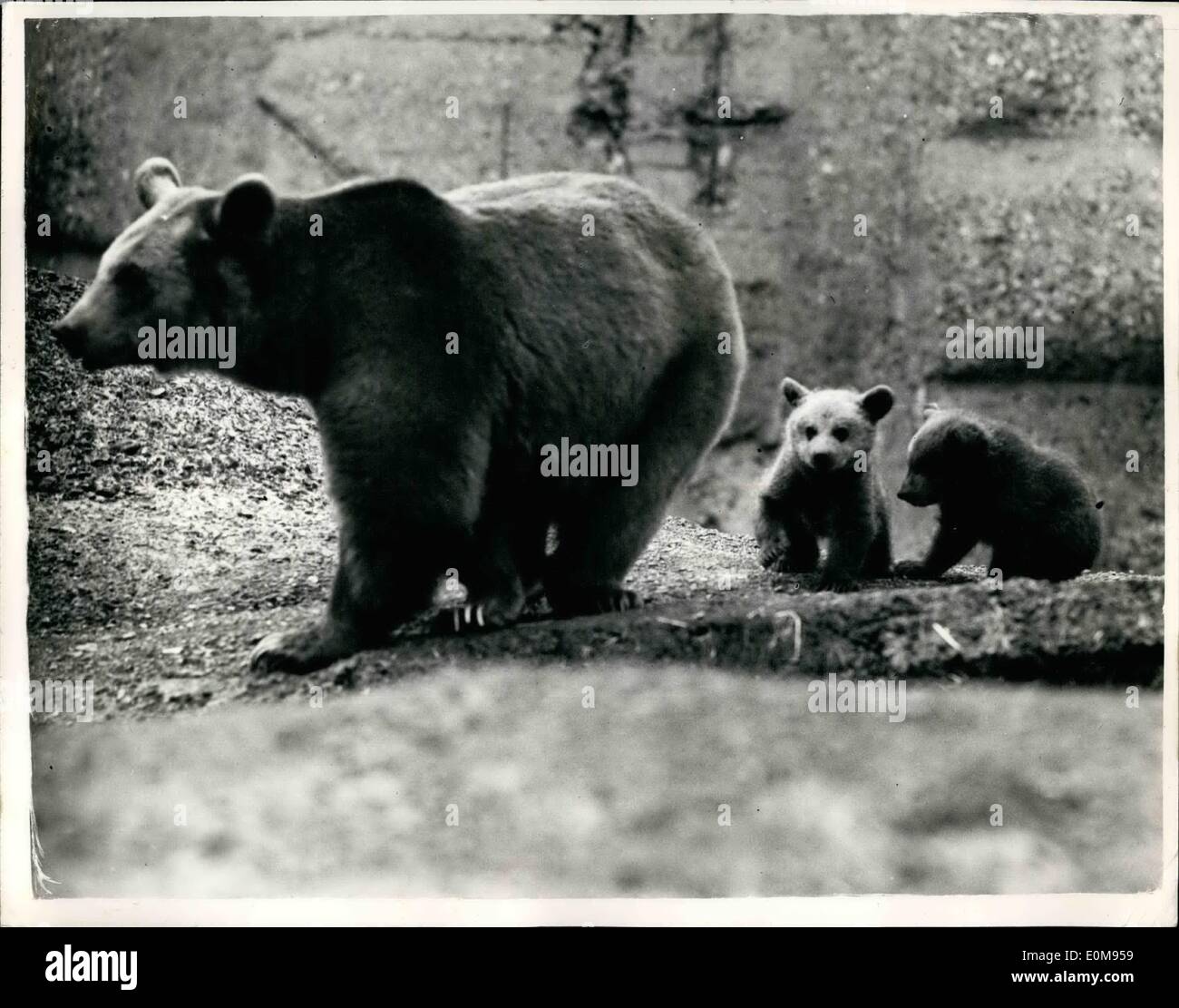 4. April 1954 - Minnie und ihren jungen. Foto zeigt:-die heutige Bild von der syrischen braun Minnie mit ihrem Zwilling Bärenjungen im London Zoo heute. Sie wurden gestern zum ersten Mal in der Öffentlichkeit gesehen. Stockfoto