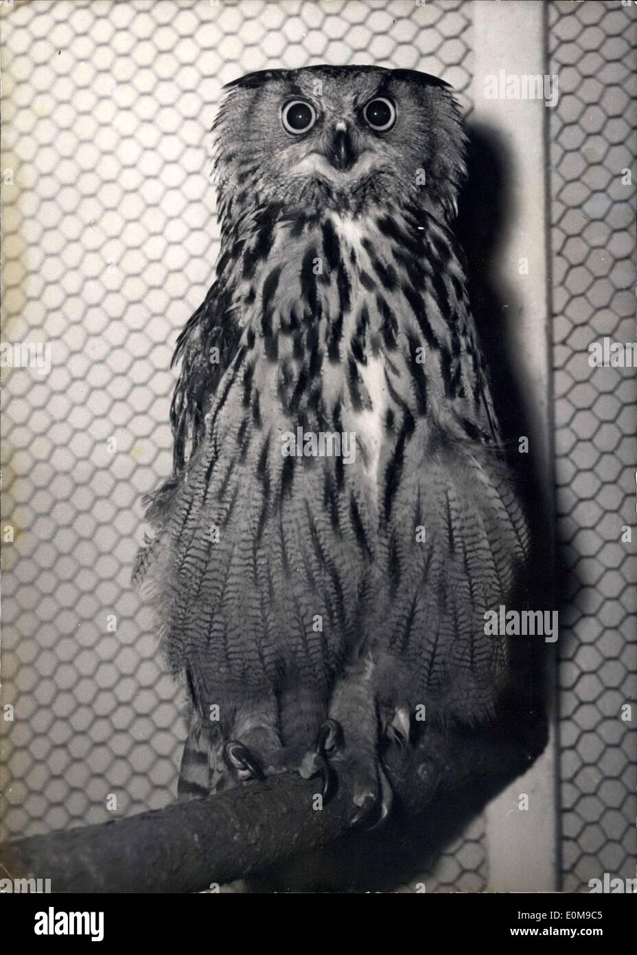 3. März 1954 - sieht diese große Eule ein seltener Tierarten erfasst im Stadtteil Isere (Südwest) direkt in die Kamera ohne zu zucken. Es ist eines der vielen Vögel alle Sorten, die jetzt auf dem Display in der zentrale Halle von T.W.A. Paris auf den Champs-Elysees. Stockfoto