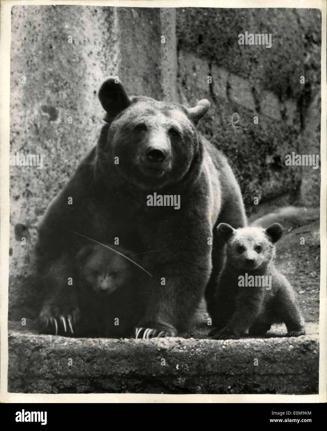 8. April 1954 - Minnie und ihren jungen. Foto zeigt heutigen Bild der syrische Braunbär Minnie mit ihrem Zwilling Bärenjungen auf der Londoner Zoo heute. Sie wurden im Januar 18 geboren. Stockfoto
