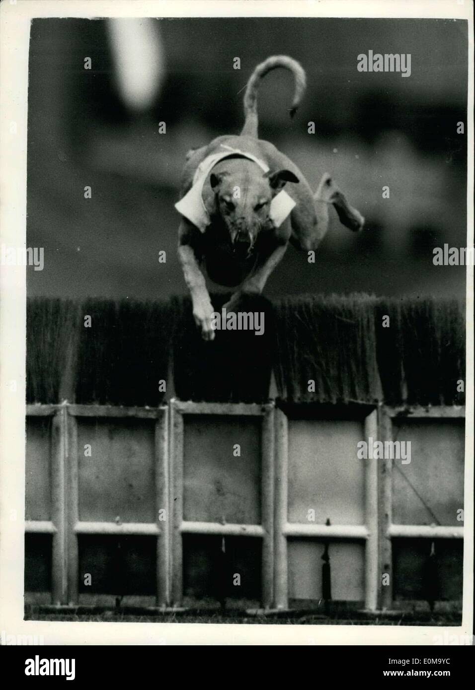 27. April 1954 - wie Hunde springen um zu gewinnen - bei 45 mph Greyhound Trials in Wimbledon: Foto zeigt frontal Blick auf '' ordentlich Platz '' springen über die Hürde - 45 mph - während der Greyhound-Trials in Wimbledon. Bild umstellt mit einer "Long Tom" Kamera mit einem 50-Zoll-Objektiv ausgestattet. Stockfoto