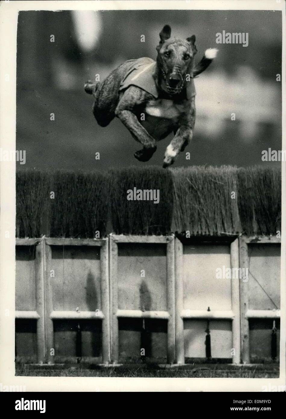 27. April 1954 - wie Hunde springen - bei 45M.p.h.greyhound Studien in Wimbledon zu gewinnen: Foto zeigt frontalen Blick '' Marazion Manaccan'' springen über die bescheidenen - bei 45 mph während der Greyhound-Trials in Wimbledon. Fotografieren mit einer langen Tom "Kamera mit einem 50-Zoll-Objektiv ausgestattet. Stockfoto