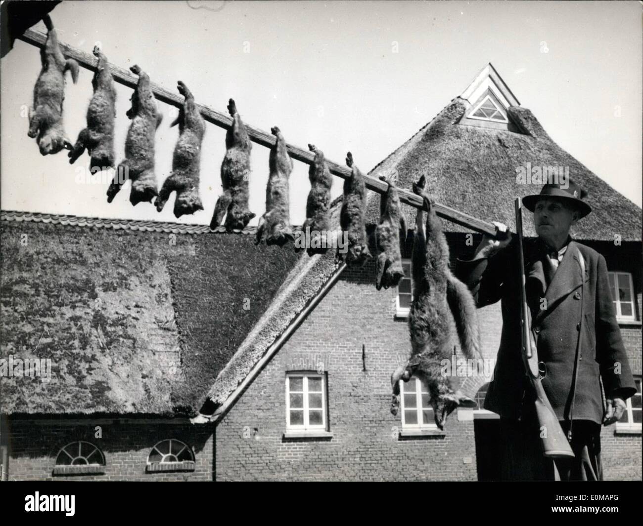 5. Mai 1954 - da sie wurden Pest Mutter Fuchs und ihre 9 kleine Kinder sterben. Ein Bauer aus Etzhorn / Oldenburg beschlossen, sie zu töten, weil Karl Steinfelder ein Freund von Tieren und ein guter Jäger selbst ist sehr unwahrscheinlich. Schließlich nahm er die Waffe nach jedem Tag, die einen Teil des kostbaren Geflügels seines Viertels durch die Füchse mieten wurde hatte. Stockfoto