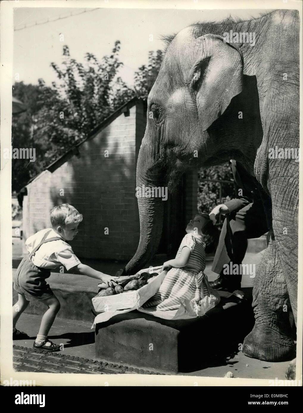3. August 1954 - Geschenk für '' Dumbo'': '' Dumbo'', die Zoo-Elefant, der hier im Jahre 1949 von B.O.A.C. geflogen war, hat gerade erholt von einer fünf-Wochen-Krankheit - und er besuchte heute die beiden Kinder von der Pilot des Flugzeugs -, ihn etwas Obst nahm. Foto zeigt Peter 31/2 und Patricia Knights, 51/2 von South Kenton-heute Nachmittag mit '' Dumbo'' im Zoo gesehen. Stockfoto