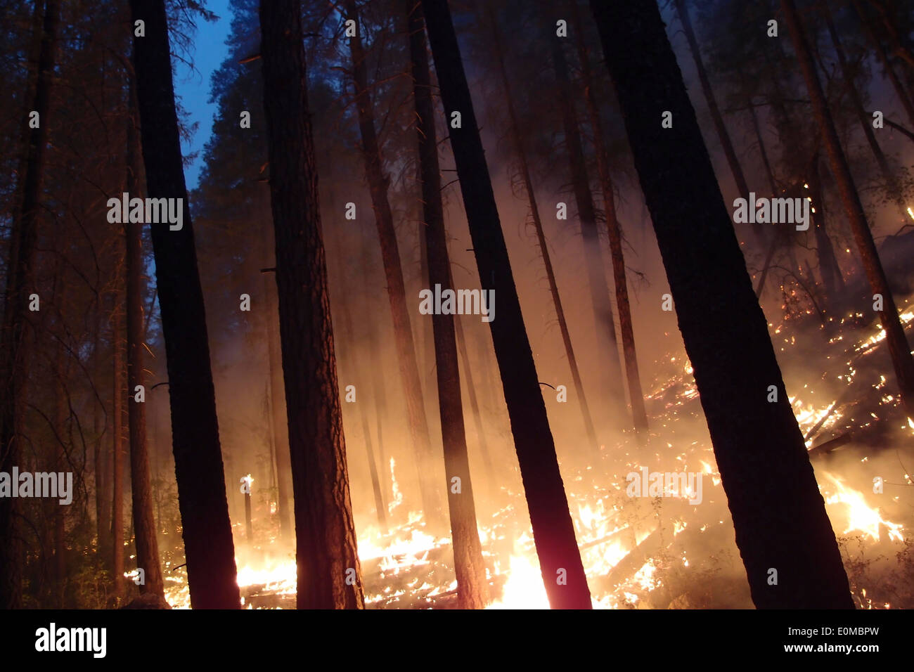 Der nächtliche Wald leuchtet von Wildfire auf dem Miller-Feuer in New Mexico. Stockfoto