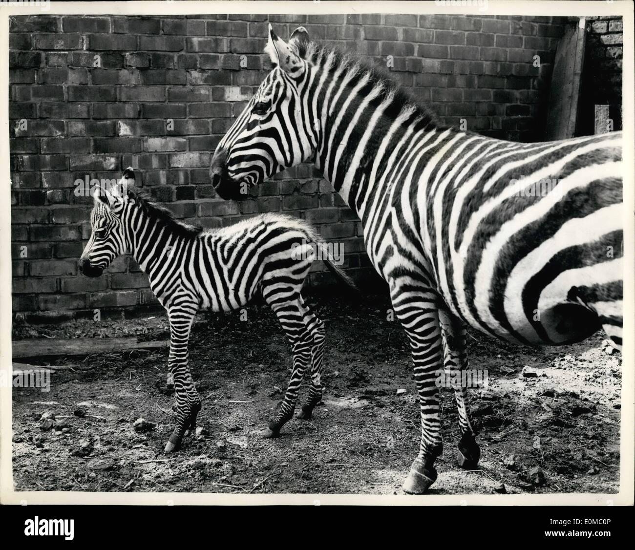 6. Juni 1954 - Baby männlichen Zebra geboren am Belle Vue - Manchester zum ersten Mal für 118 Jahren..: zum ersten Mal in 118 Jahre Bella Vue, ein männliches Baby Zebra geboren wurde, die Mutter ist '' Tilla'' und '' Timothy''. Phot Shows Tilla - mit ihr einen Tag alt Sohn in Belle Vue, Manchester. Stockfoto