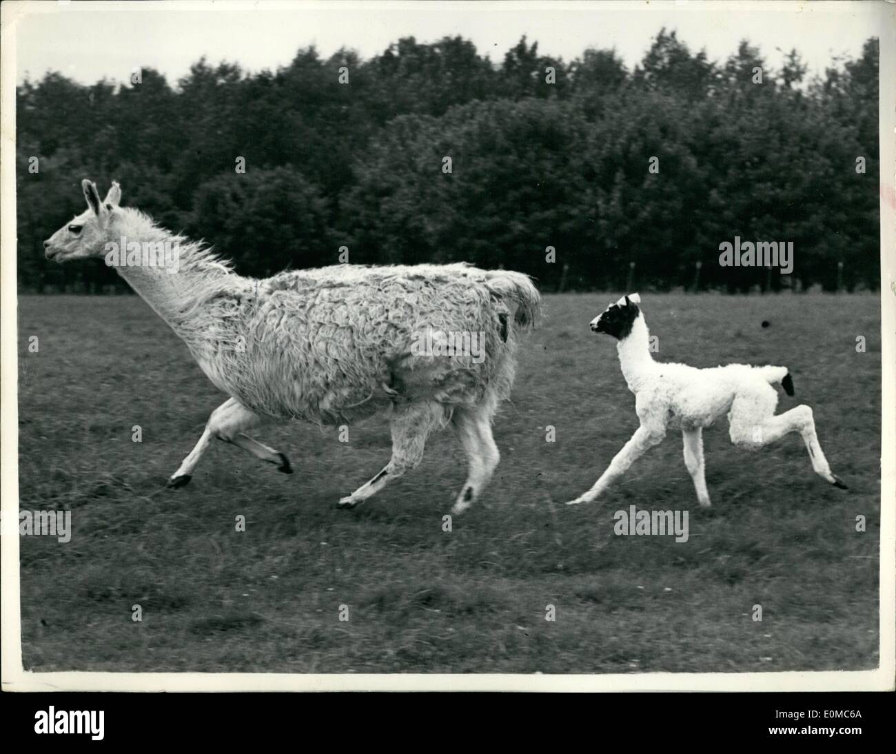 8. August 1954 - nach Mutter; s Spuren - Hoto zeigt: - an, das Gefühl zu spüren - ist dieses 2 - Tage alten Lama. W Stockfoto