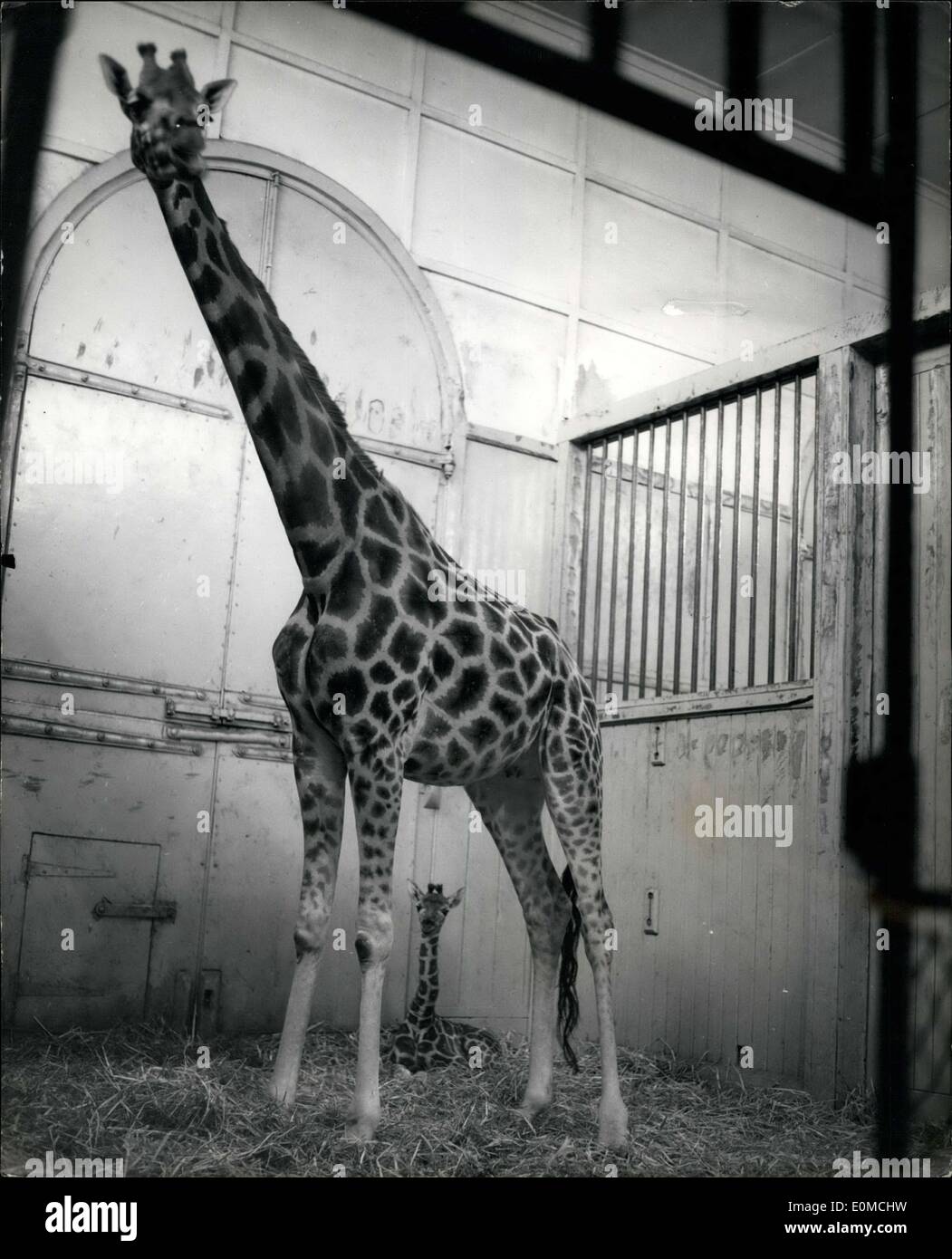 Sept. 29, 1954 - Zoo Nachwuchs. Chris - die Giraffe: Wochen alte Nachwuchs von den Londoner Zoo Giraffen, Maud und Monty - '' Chris'' benannt wurde. Foto zeigt Mutter Giraffe steht Maud über ihr Baby '' Chris'' im Zoo heute Nachmittag zu schützen. Stockfoto