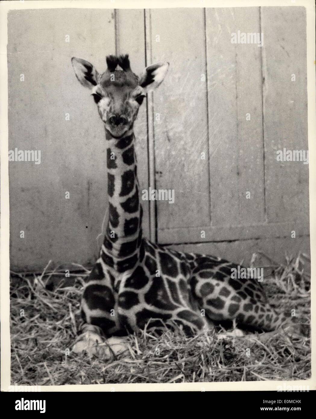 Sept. 29, 1954 - Zoo Nachwuchs. Chris - die Giraffe: Wochen alte Nachwuchs von den Londoner Zoo Giraffen, Maud und Monty - '' Chris'' benannt wurde. Das Foto zeigt Baby-Giraffe - Chris - heute im London Zoo fotografiert. Stockfoto
