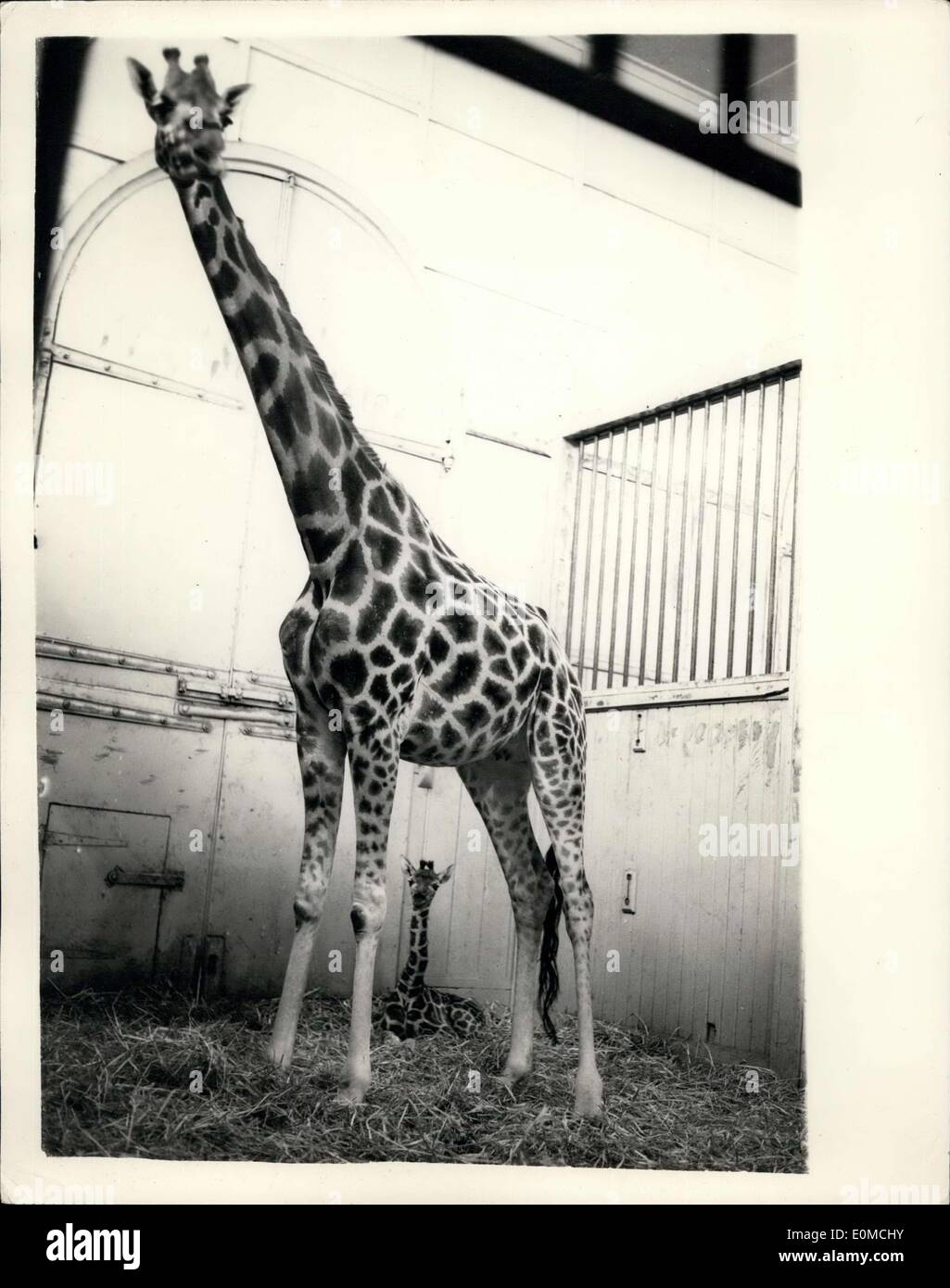 Sept. 29, 1954 - Zoo Nachwuchs. Chris - die Giraffe. Wochen alten Nachwuchs der Londoner Zoo Giraffe, Maud und Monty - hatte '' Chris'' benannt. Foto zeigt Mutter Giraffe Maud, steht Wache über ihr Baby '' Chris'', im Zoo von heute Nachmittag. Stockfoto