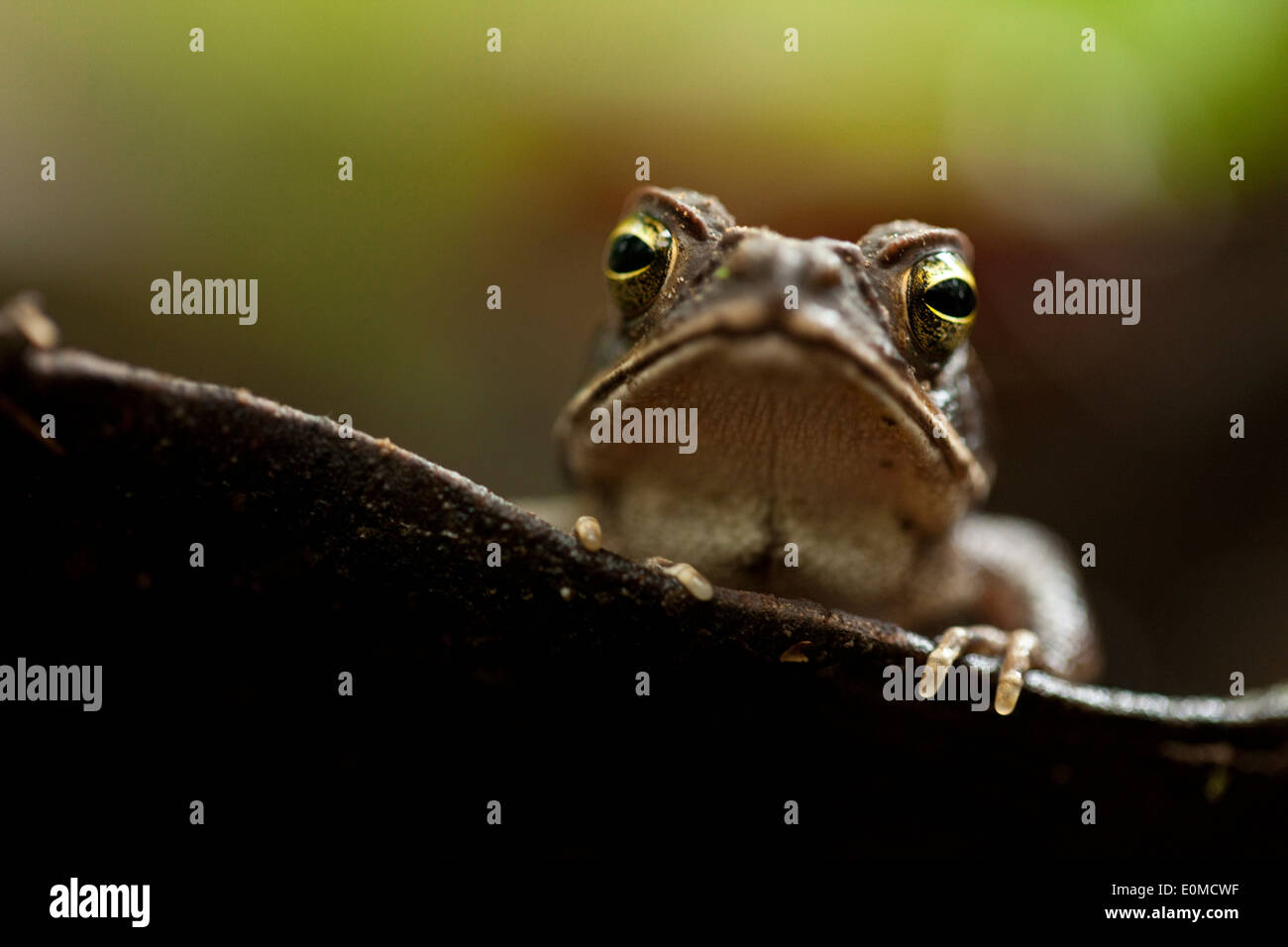 Ein Frosch Uhren von einem wassergefüllten Blatt im Regenwald Stock, Tambopata National Preserve, peruanischen Amazonas Stockfoto