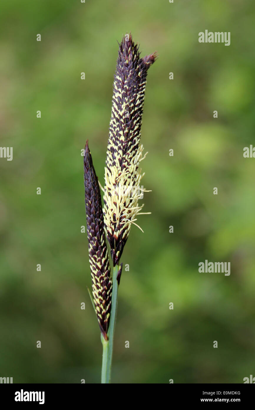 Gemeinsamen Segge Carex nigra Stockfoto