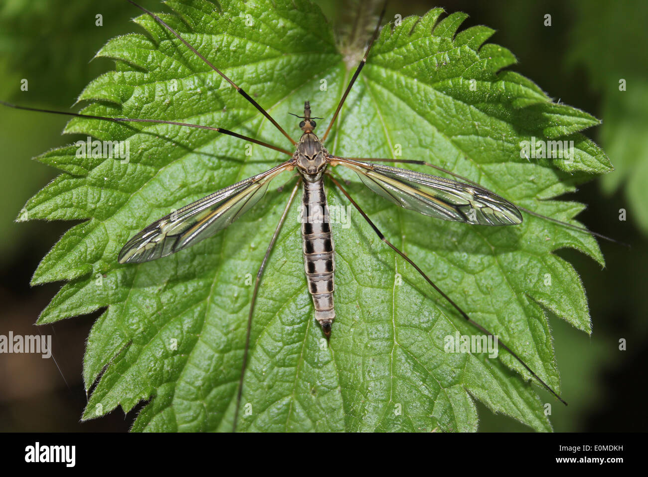 Cranefly Tipula vittata Stockfoto